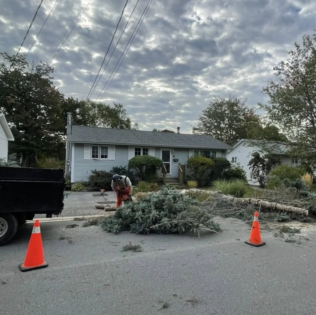 residential tree removal - blue spruce.jpg