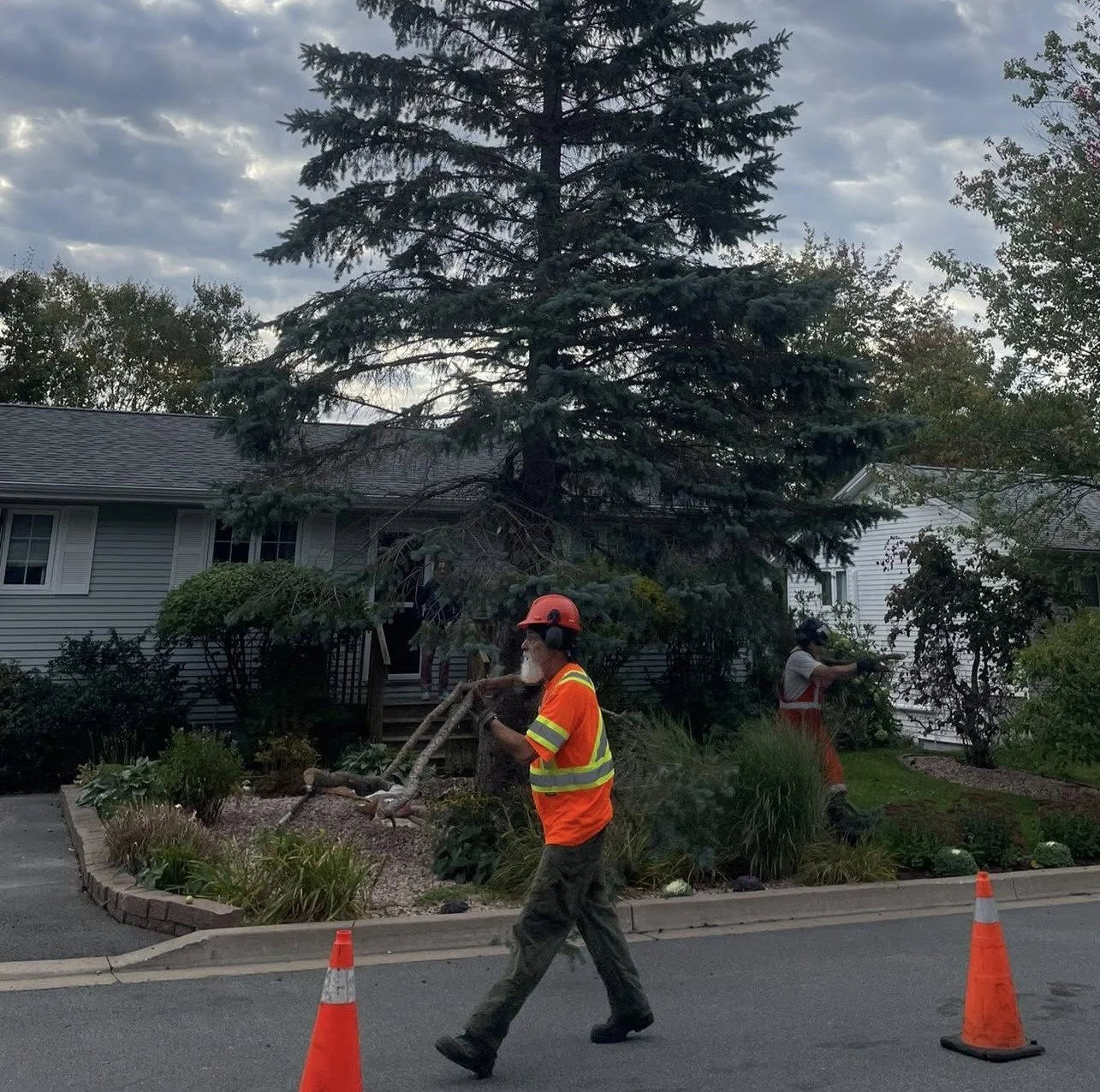 Before - blue spruce.jpg