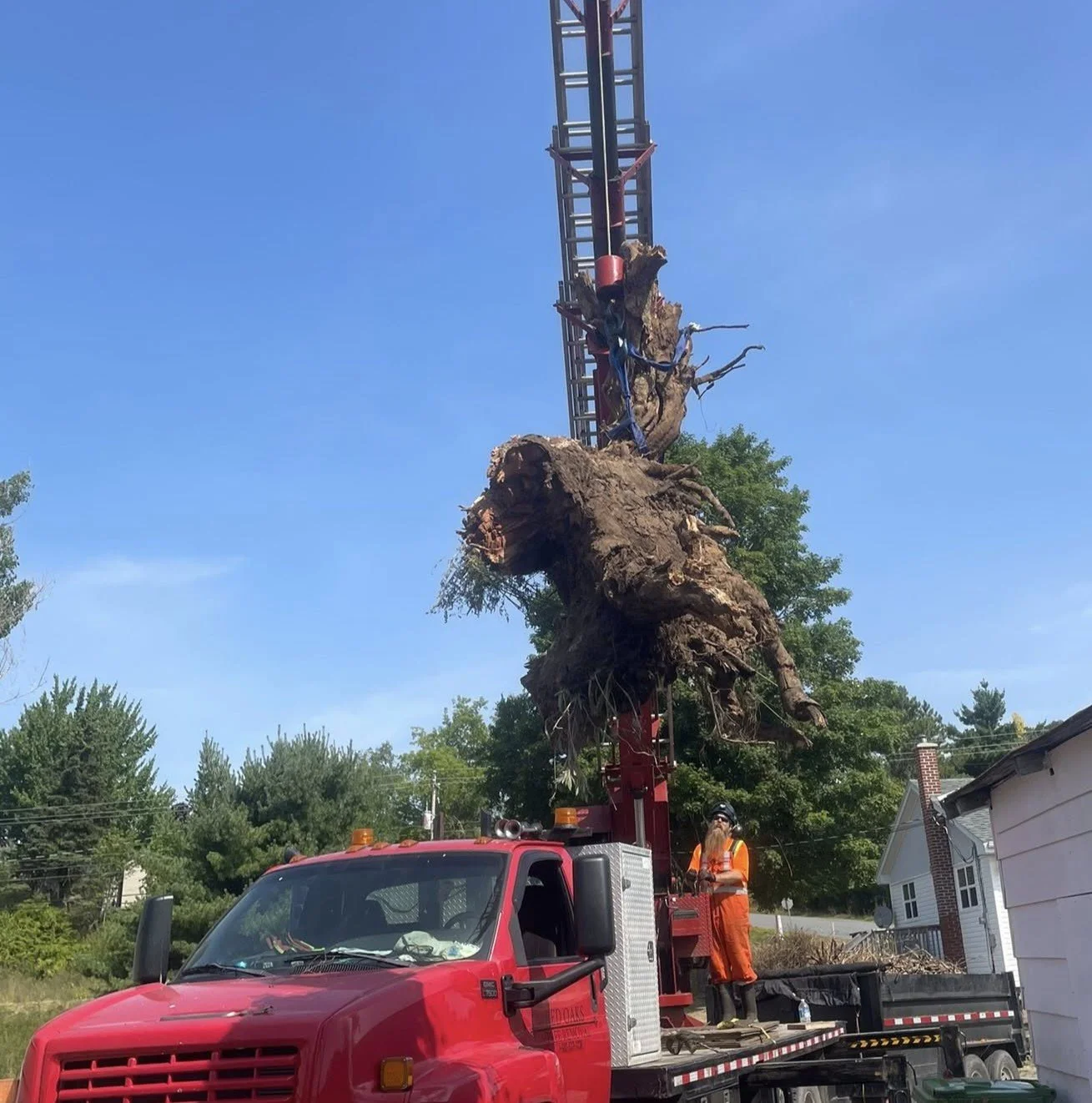 stump removal.jpg
