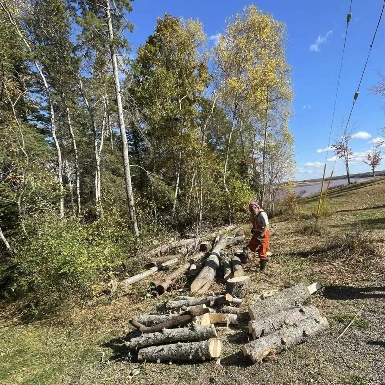 yard+tree+removal_compressed.jpg
