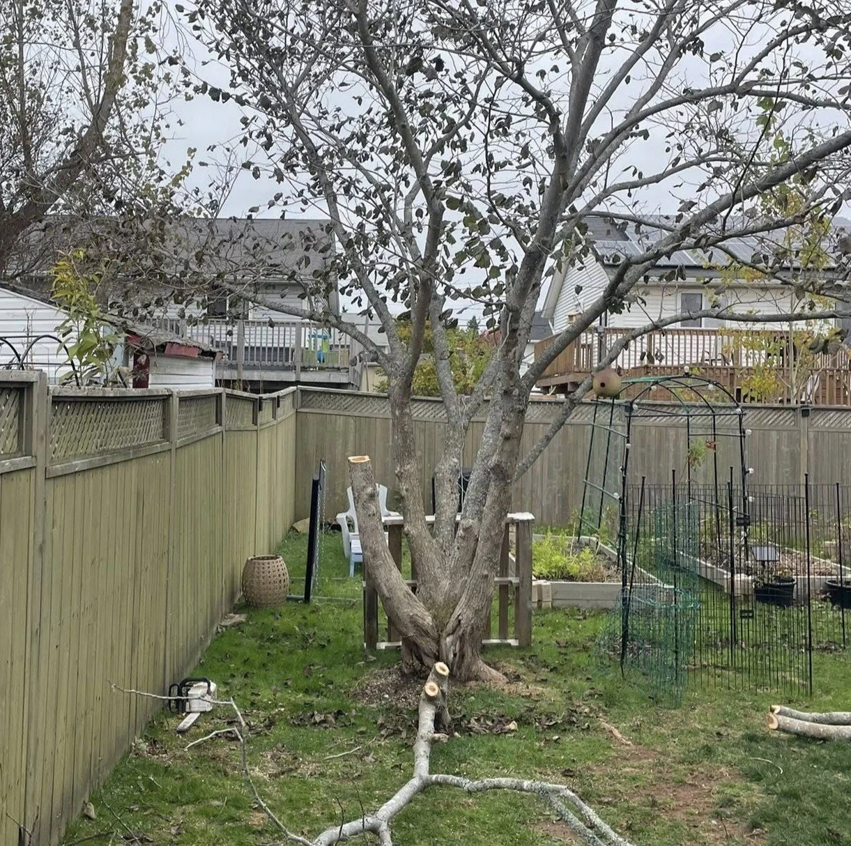 Shaping and thinning tree branches in the customers backyard.