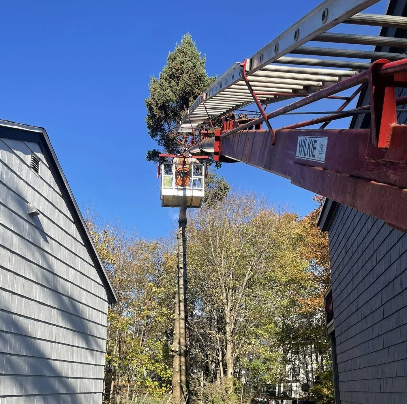 Firefighter using an aerial ladder to trim a tall tree between two houses on a clear day.