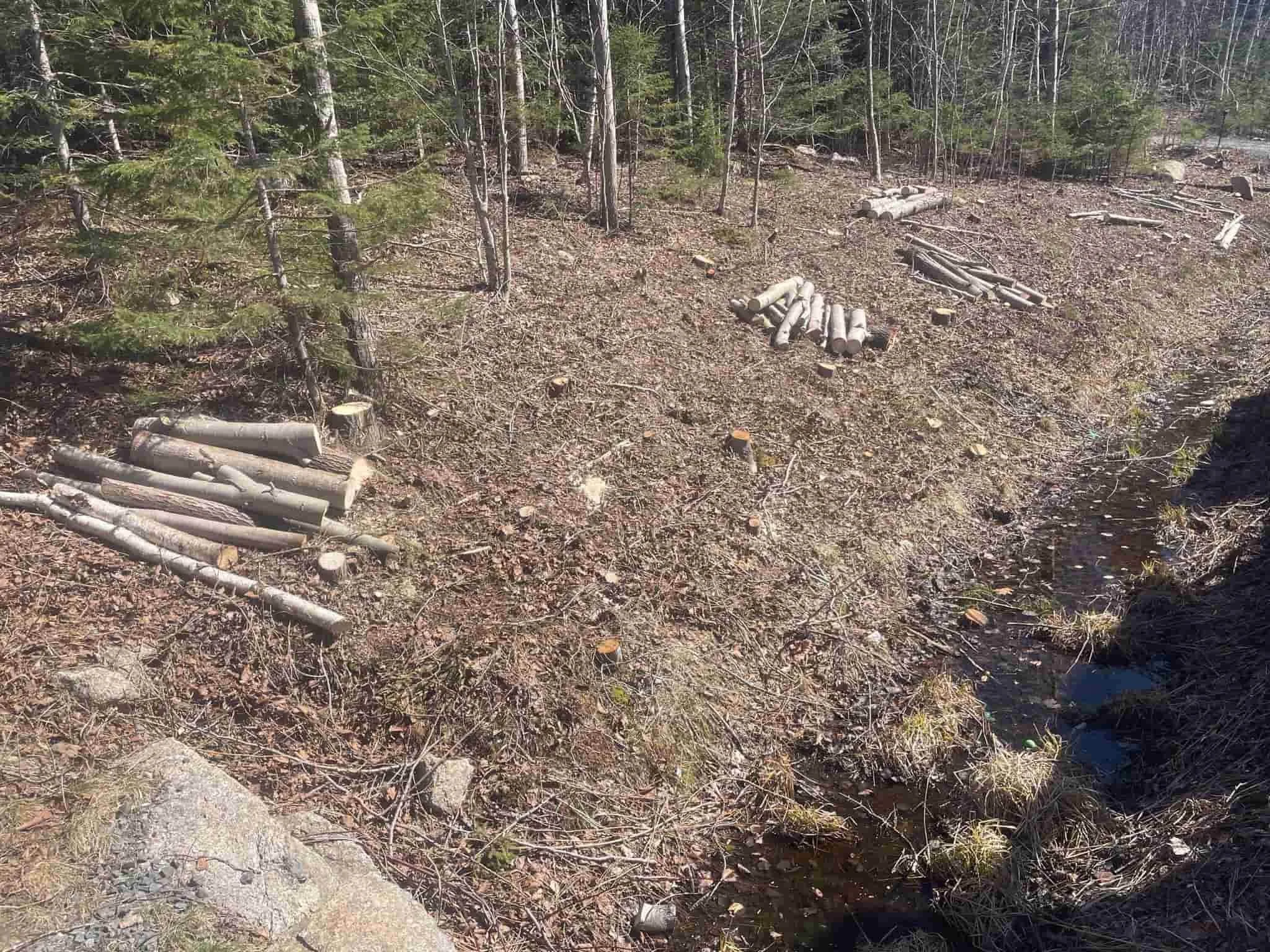 Land clearing and thinning for construction or property value.