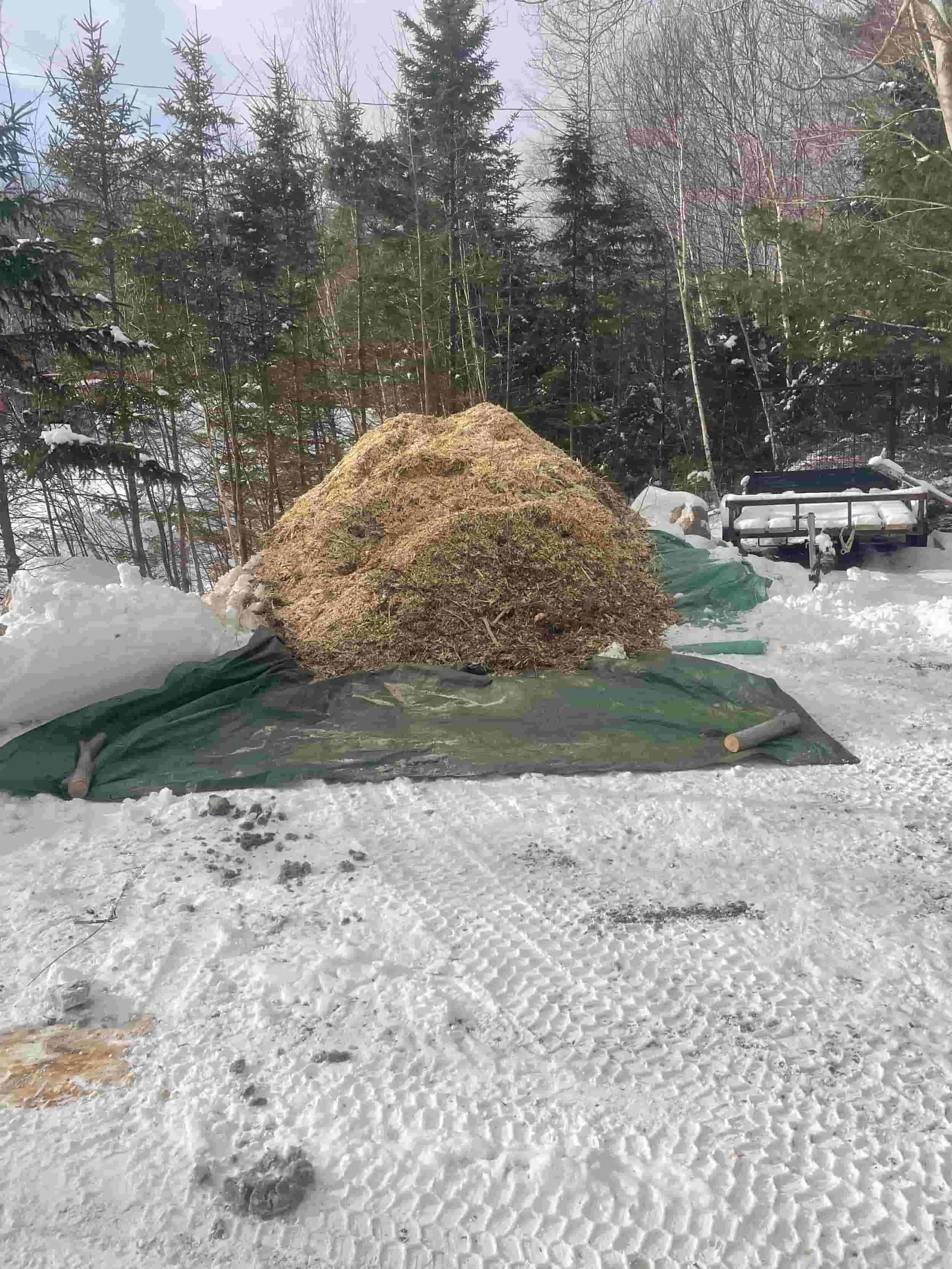 Large pile of wood chips from tree removal service
