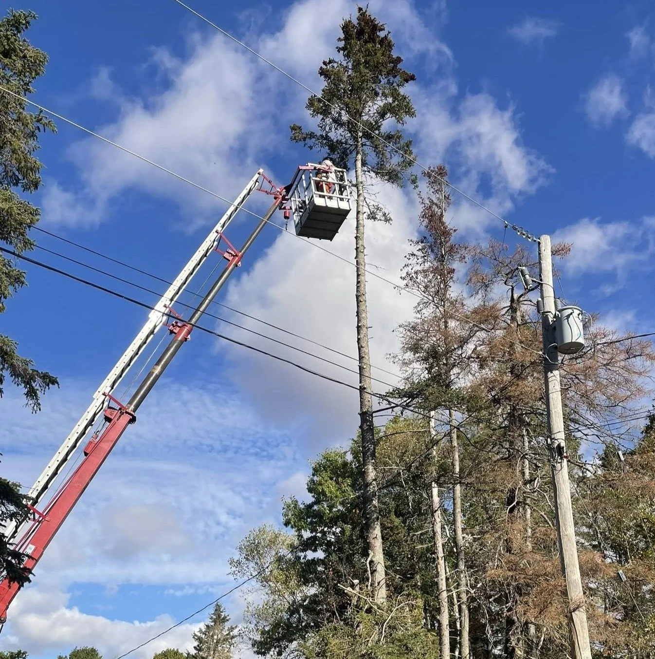 Professional trimming to protect power and service lines