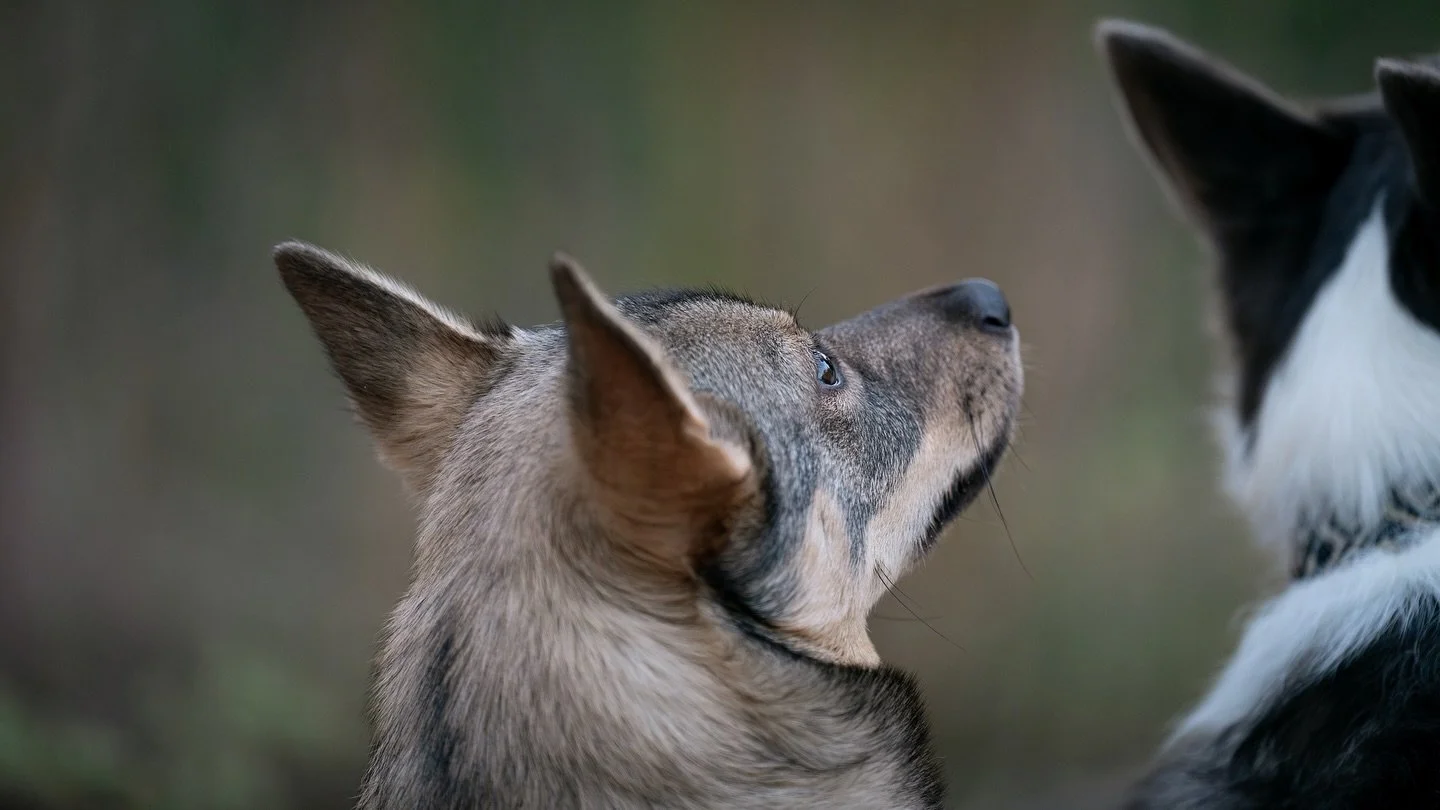 Puppy&rsquo;s first time on the trail!

Some compression/high zoom practice with Modi. I find my herding dogs are incredible test subjects for capturing motion. Vallhunds and corgis are both such handsome dogs, but one breed is WAY more photogenic th