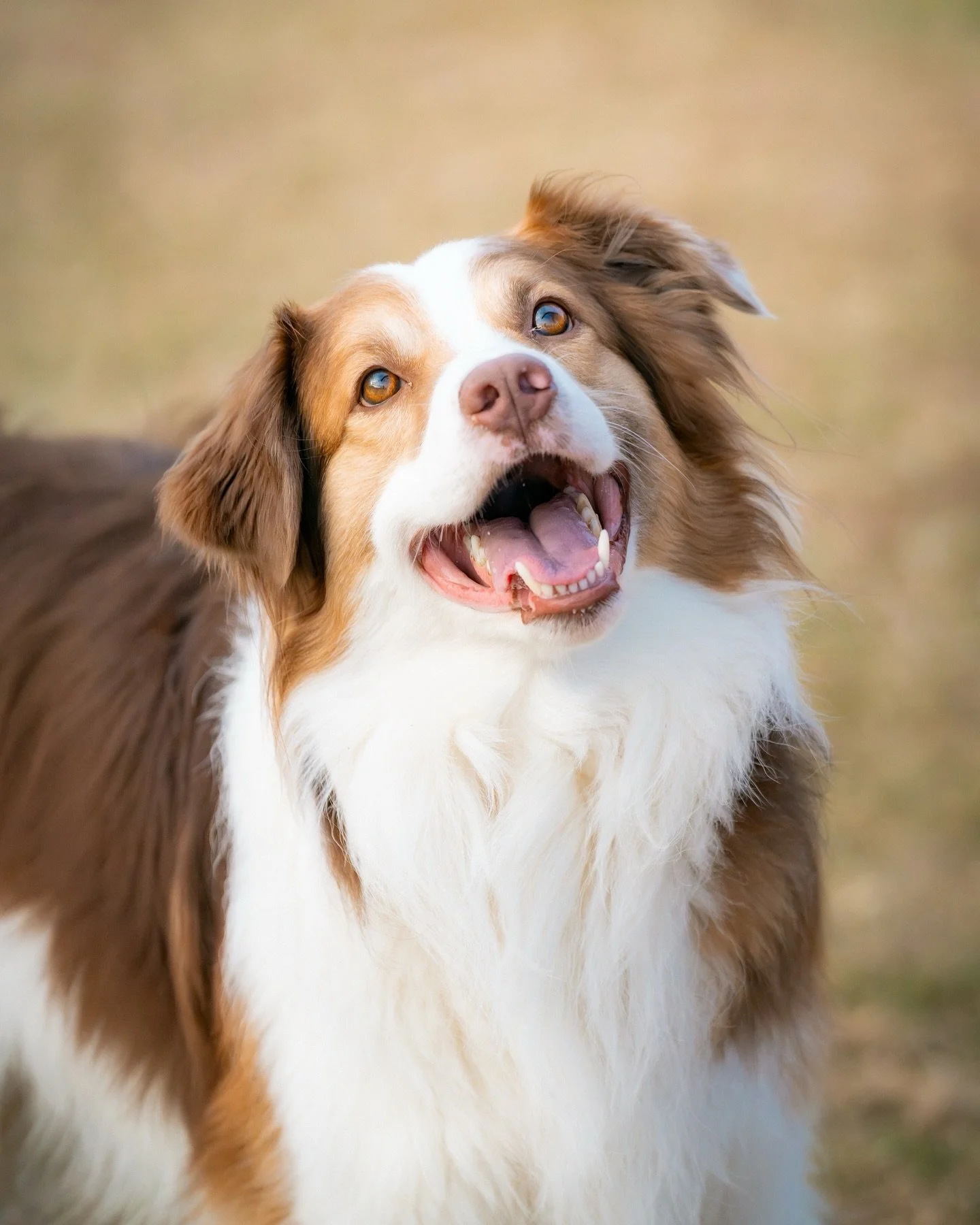 Why yes, I absolutely will wake up before sunrise on a Saturday to take pictures of a dog, thanks for asking. 

Blue. Blucifer. Blueberry. You little fiend. You may not have listened to a single instruction or even turned your head when I called your