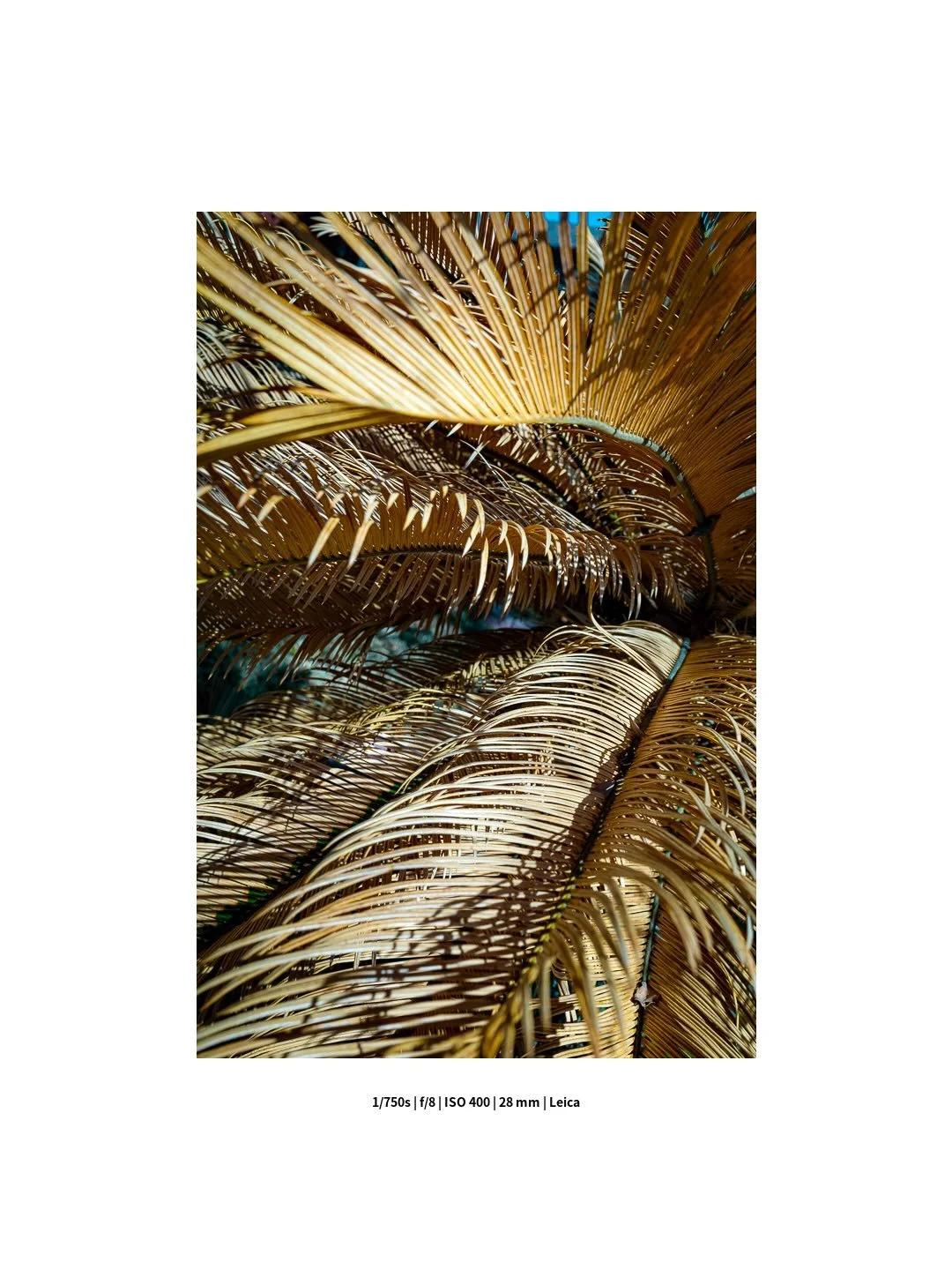 Made it to the end of the week but spiritually I am about as healthy as this dead-ass palm.