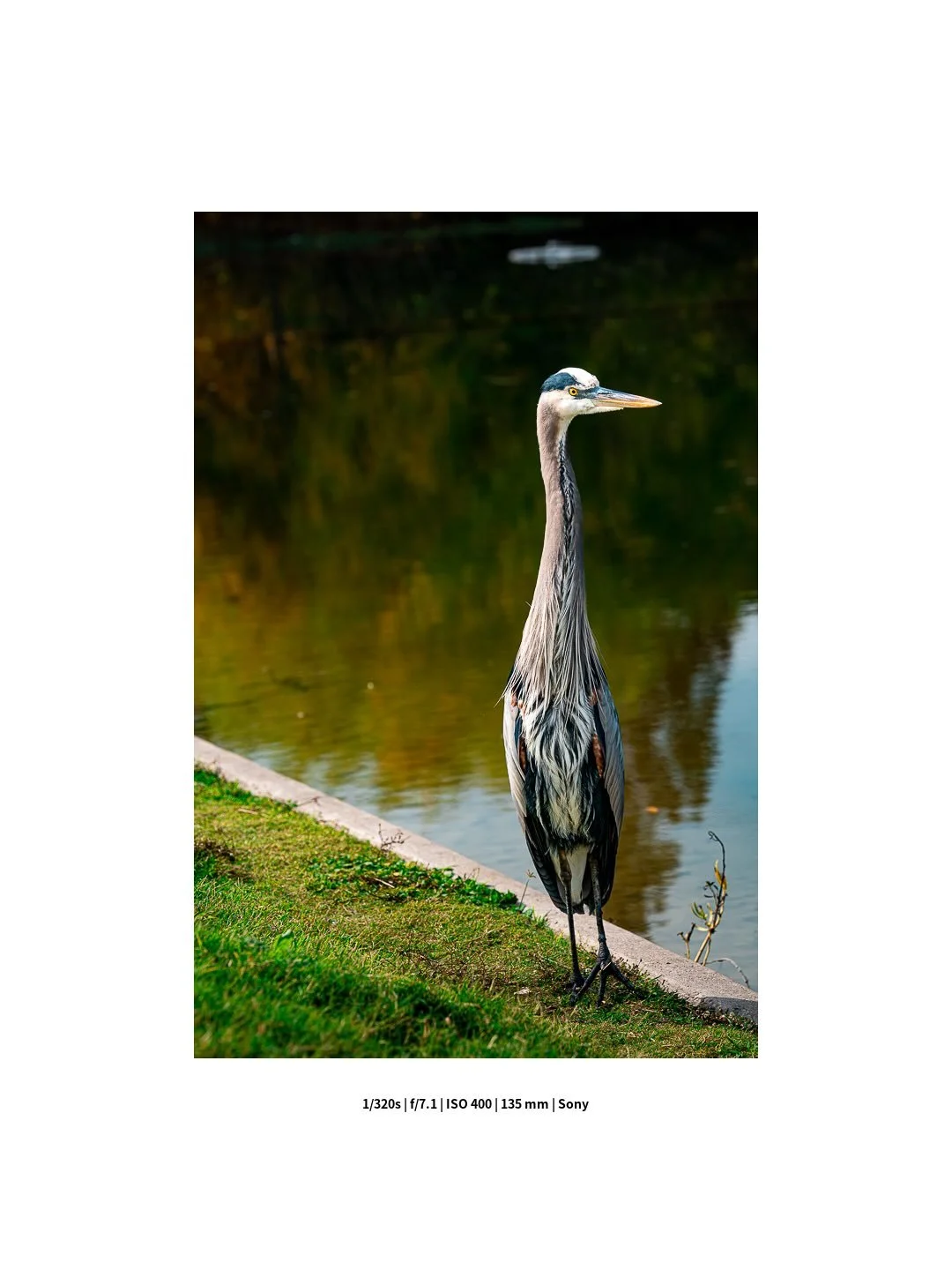 This heron is also a dog. Don&rsquo;t judge me, I&rsquo;m trying my best here.