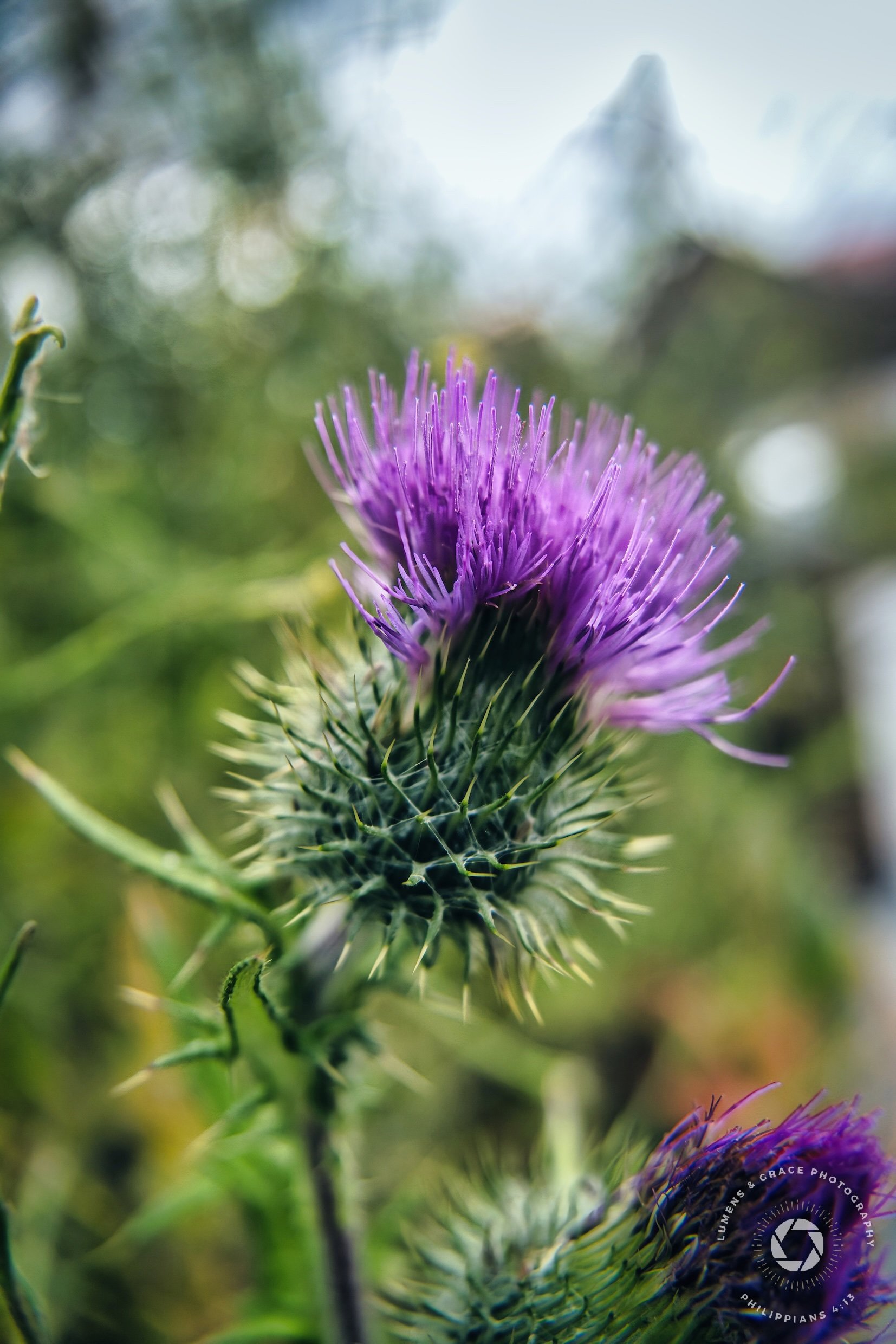 Close-up of a purple thistle flower with spiky leaves, set against a blurred natural background.