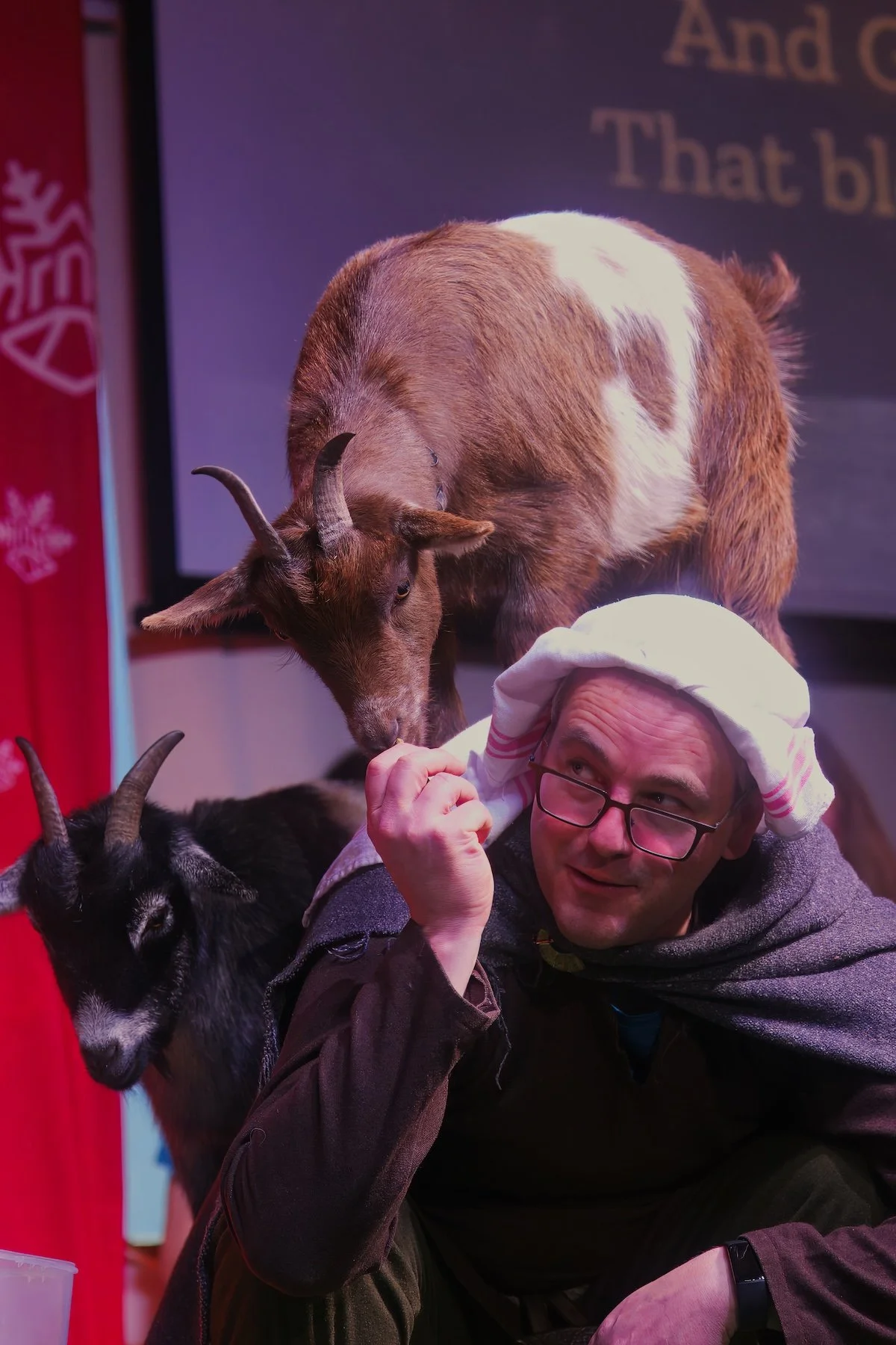 A man wearing glasses and a Santa hat interacting with a goat and a black and white goat at an indoor event with a red background and a screen with text.