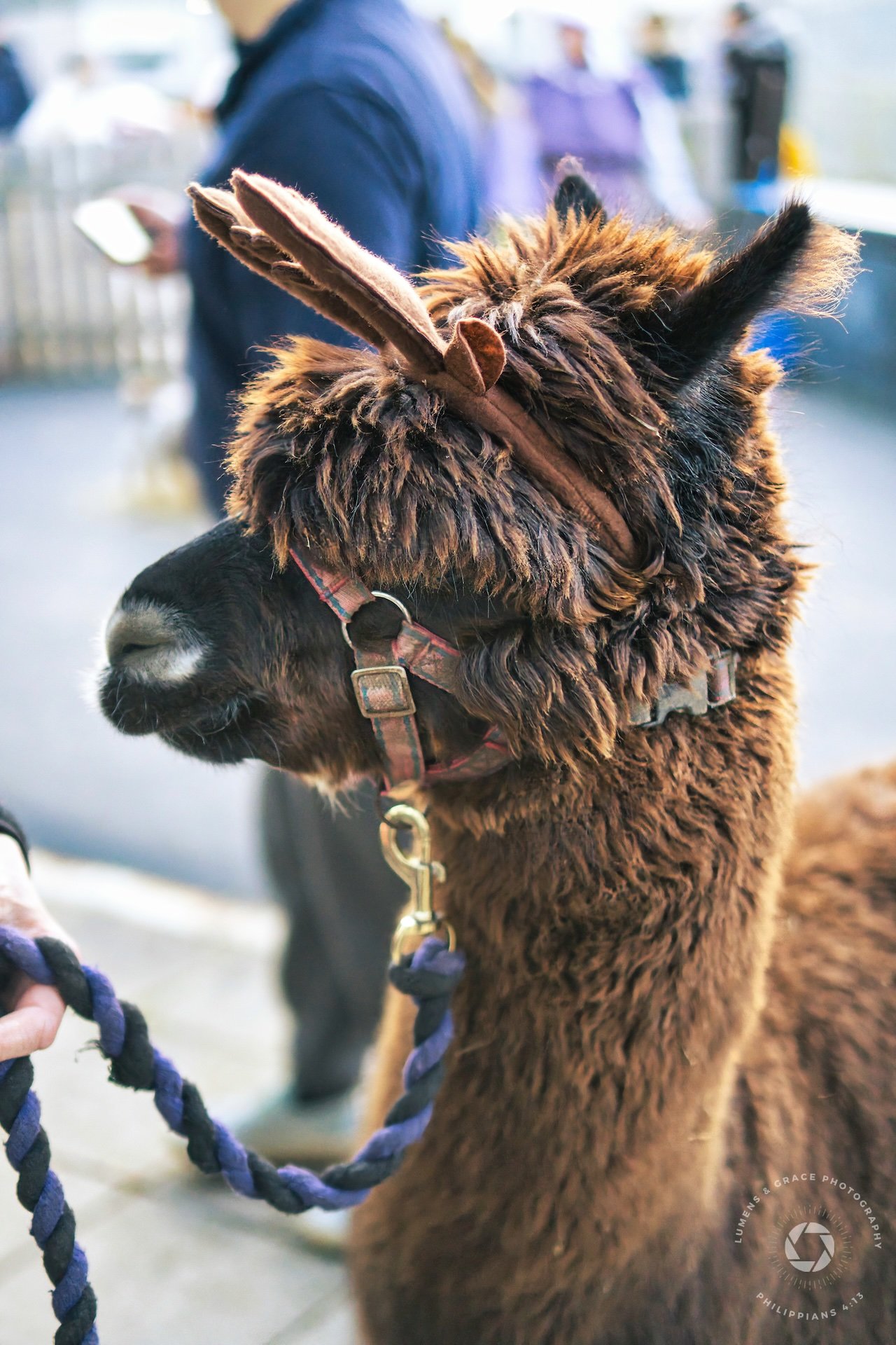 Close-up of an alpaca wearing a brown halter and a faux antler headband, with background people blurred.