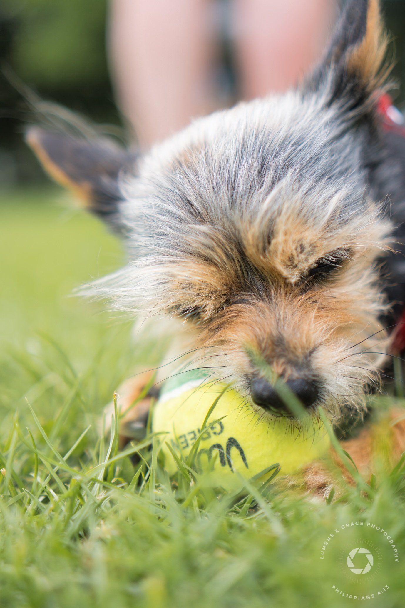 Close-up of a small terrier dog chewing on a yellow tennis ball on grass.