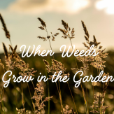 When Weeds Grow in the Garden