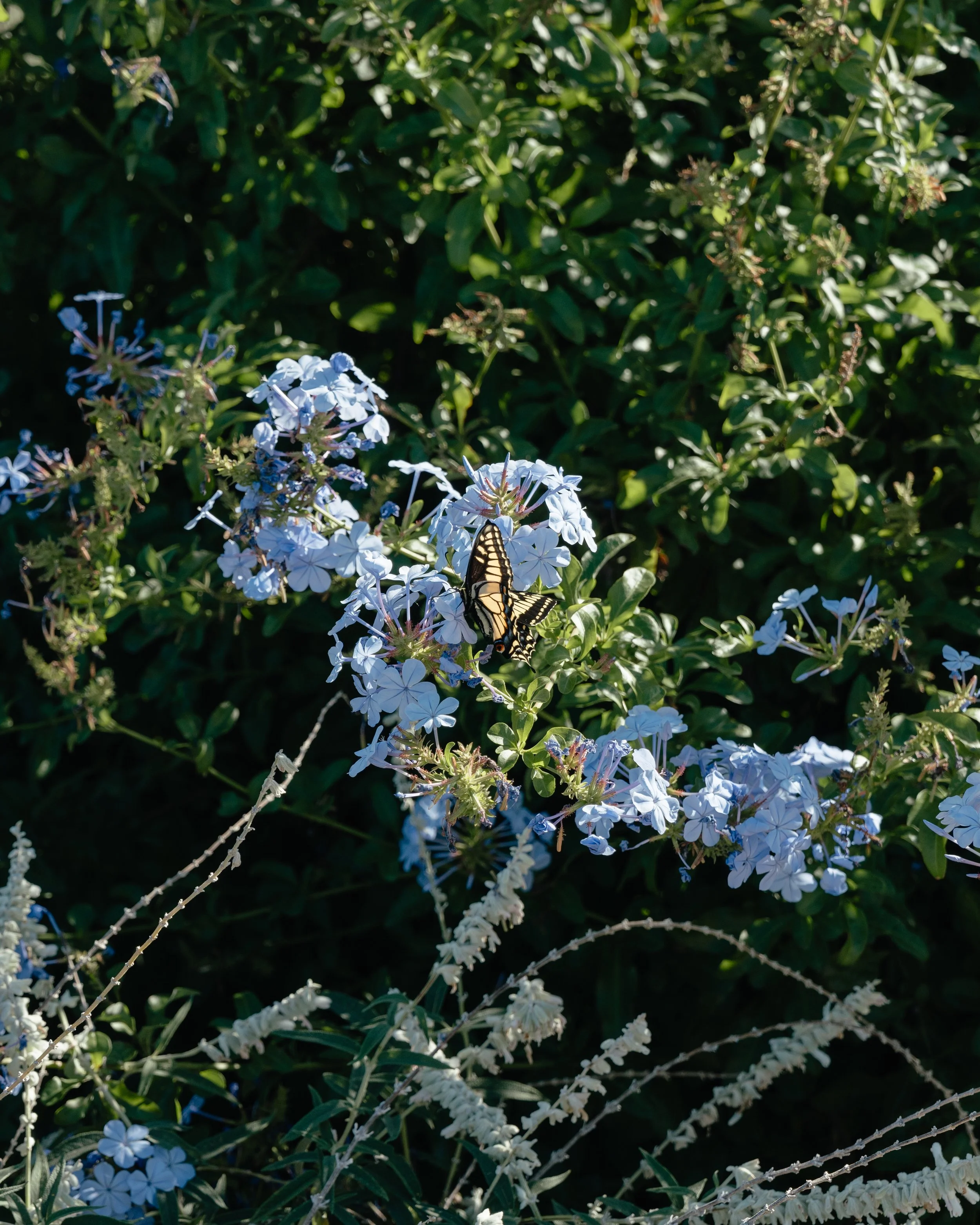 Ashton & Emily-54.jpg