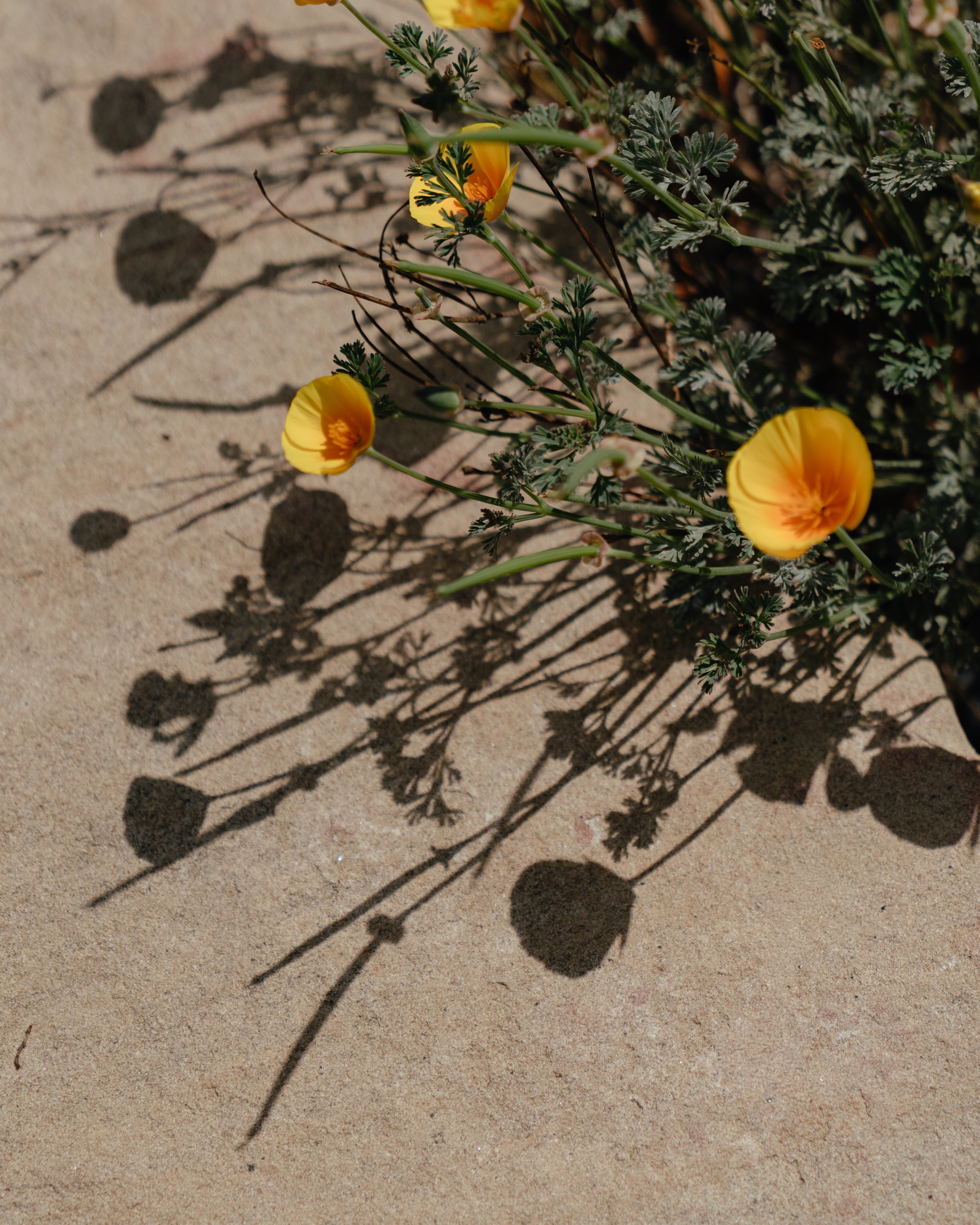 A7R01646.jpg