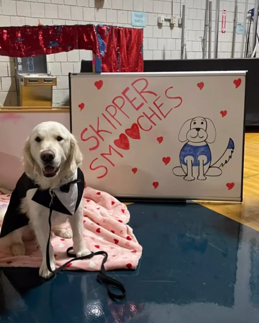 A happy dog dressed in a black and white costume with a bow tie, sitting on a pink blanket decorated with red hearts. Behind the dog, there is a whiteboard that says "Skipper Smash Cookies" with a drawing of a cute dog wearing a blue sweater and surr