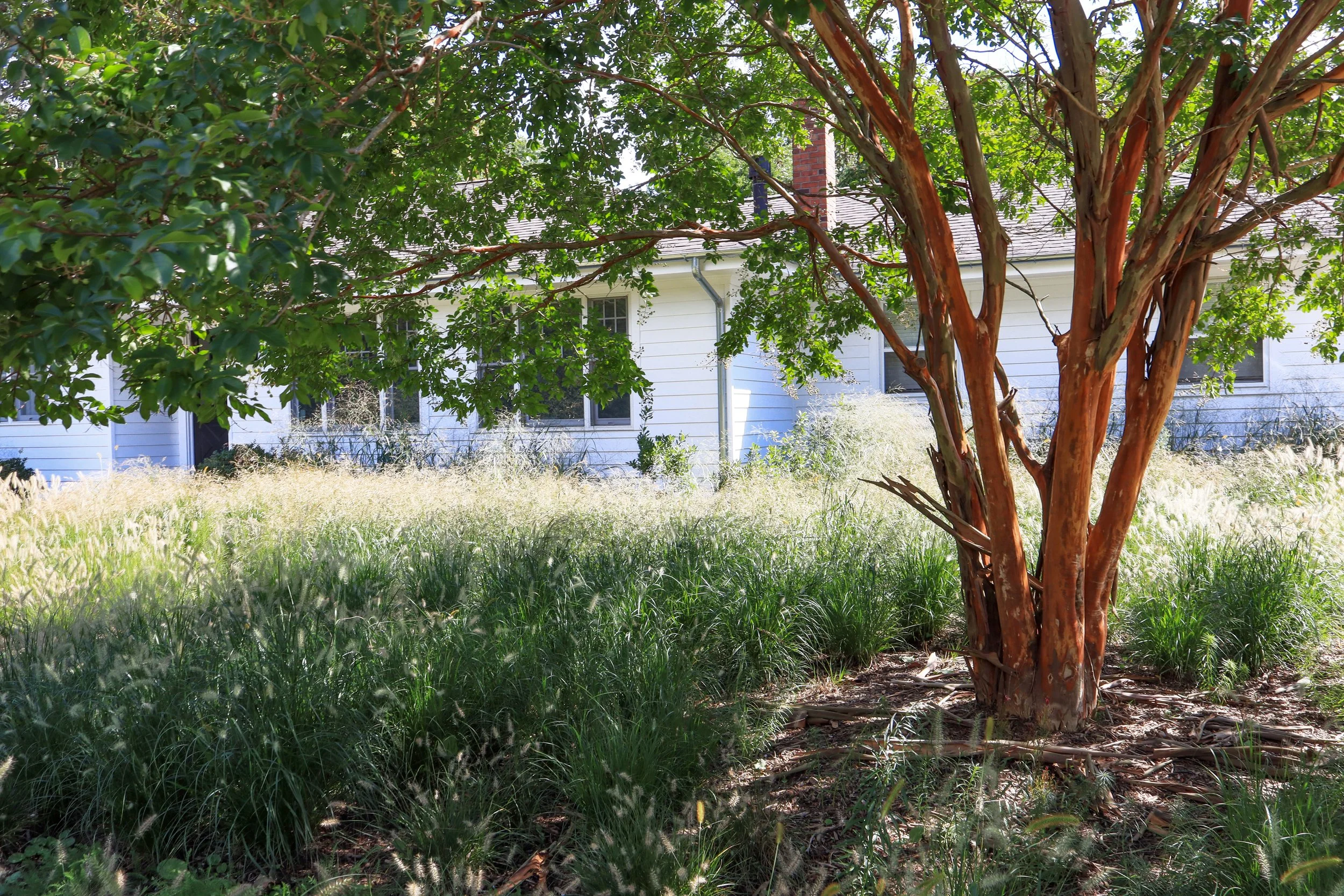 crape myrtle.jpg