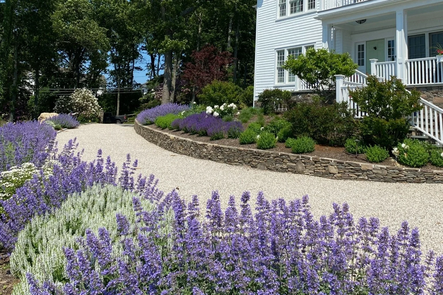 An image of a natural stone driveway with a slate retaining wall infront of a large white house with nepeta and salvia in full bloom.