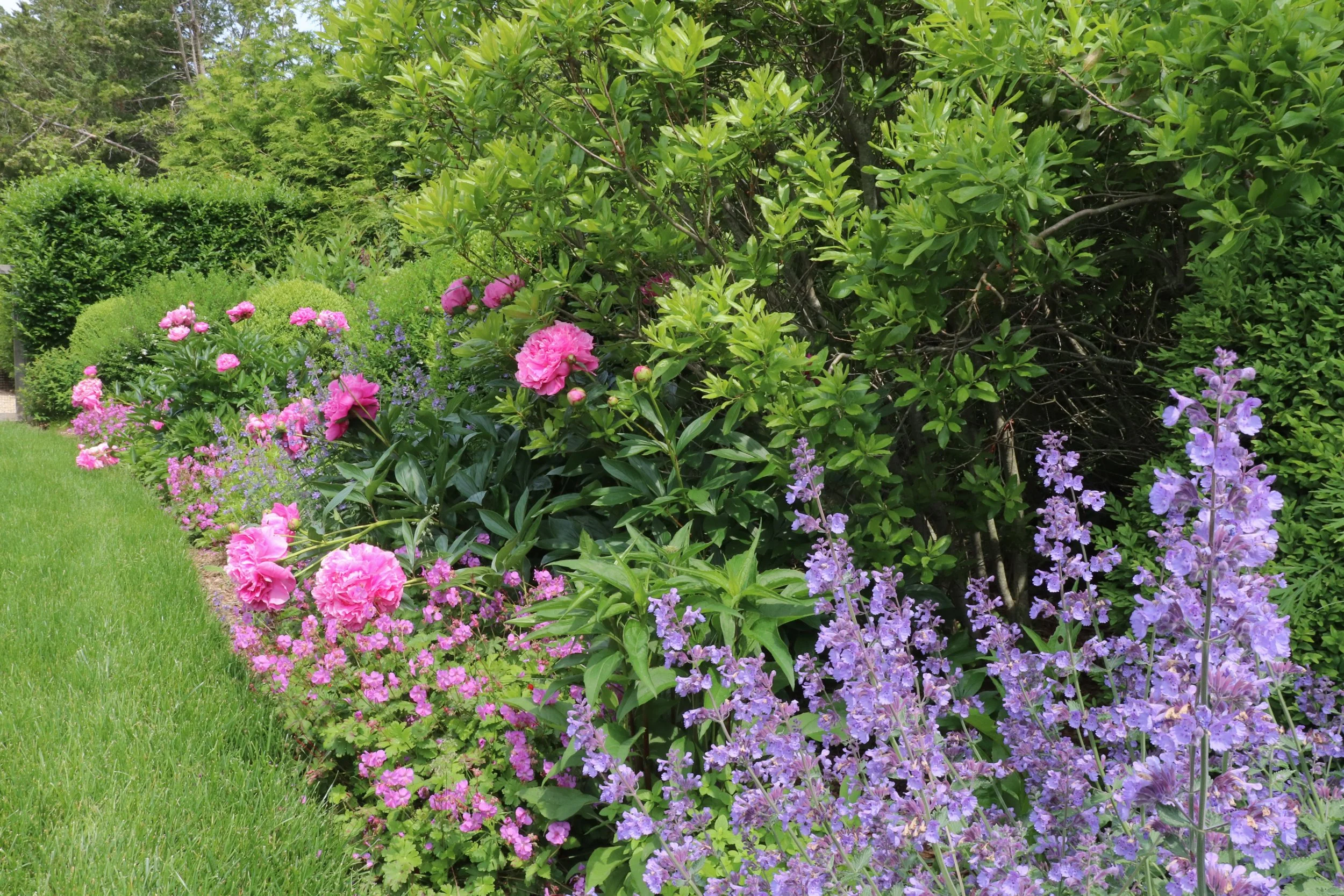 An image of magenta peony's in bloom alongside nepeta and bayberry.