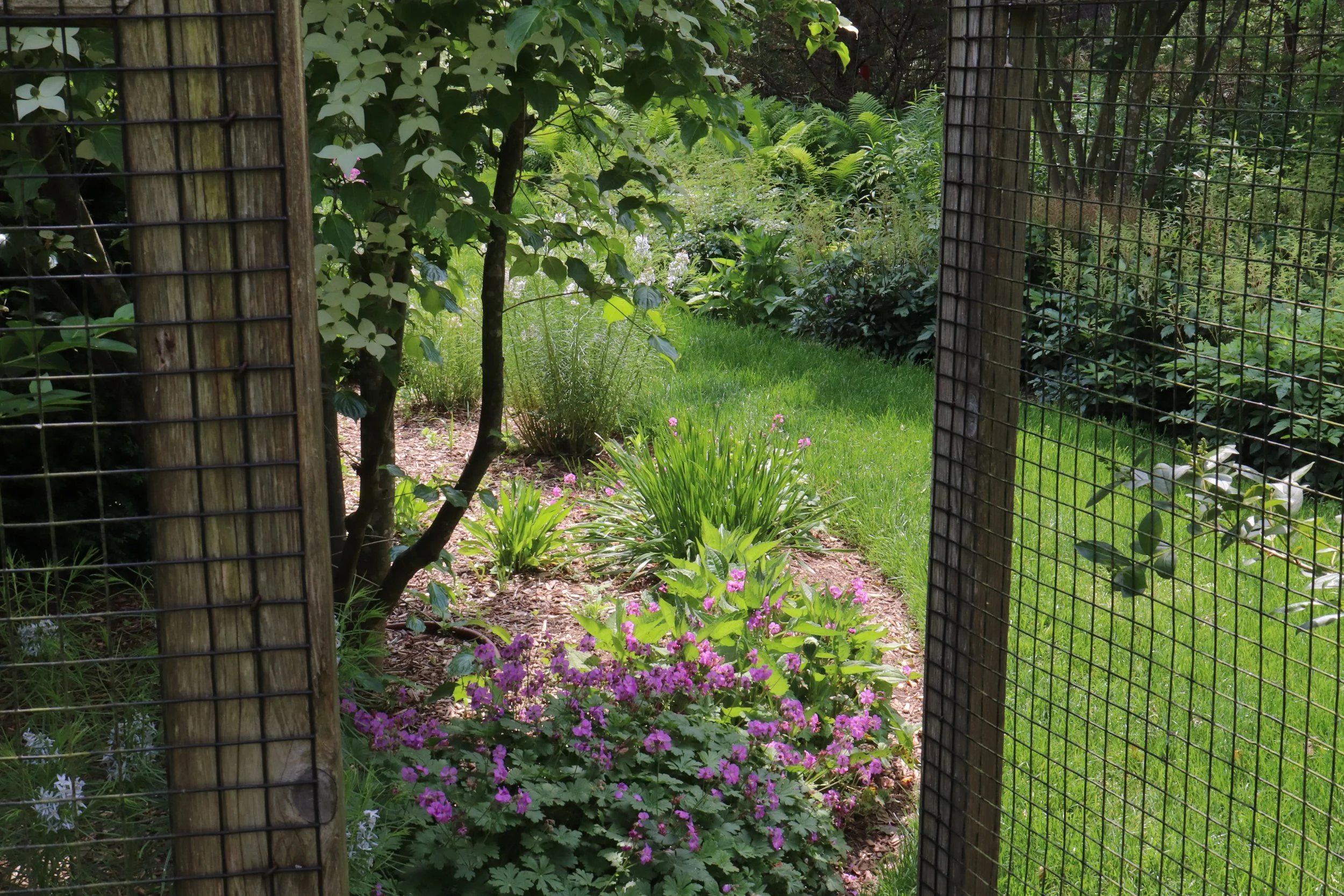 An image of a gate opening up into a secret garden like landscape with a dogwood tree in bloom, native geraniums, and astilbe, with a background of ferns.
