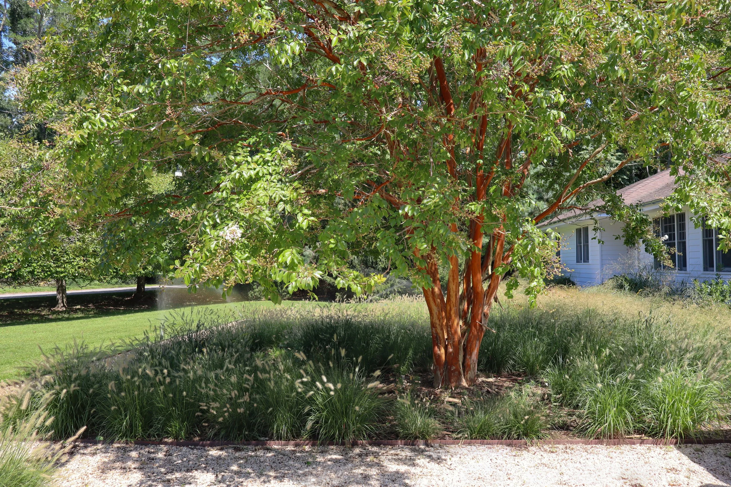 Crape Myrtle + Hameln.jpg