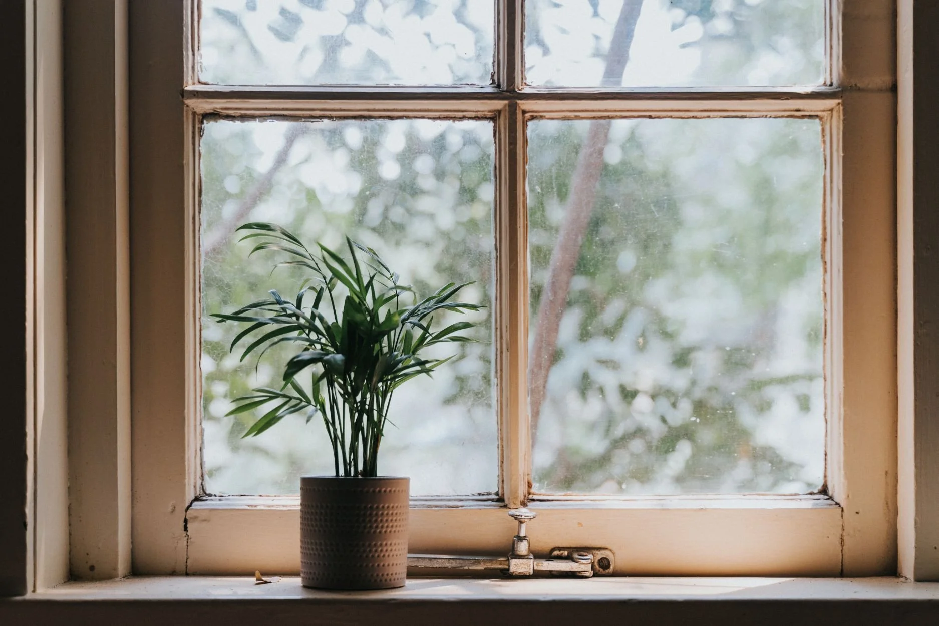 plant in the light of a window
