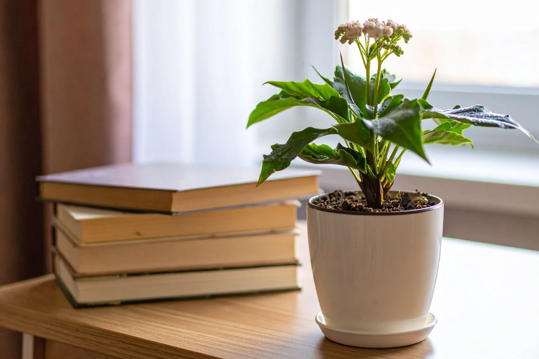 plant in the sunlight