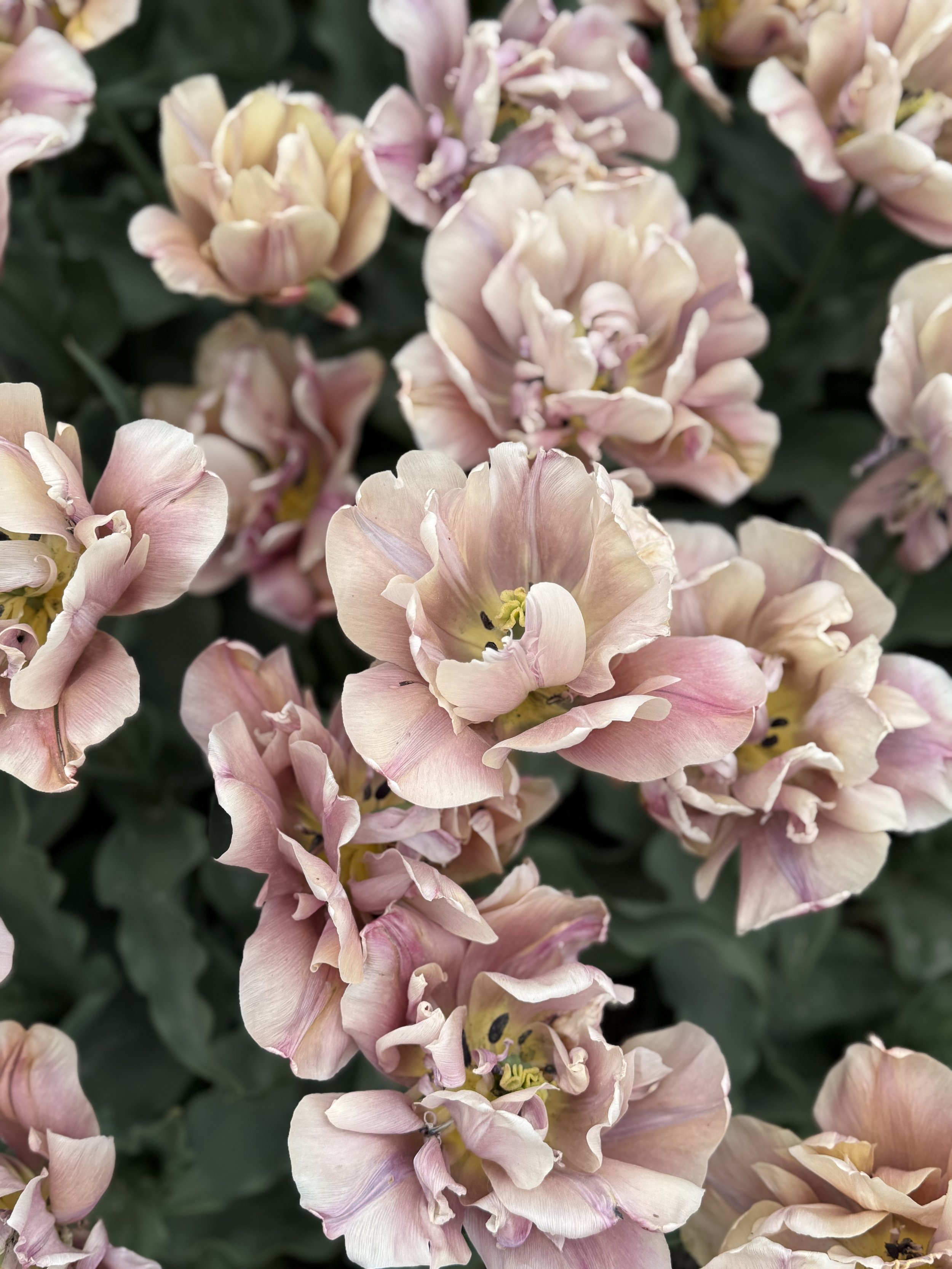 Close-up of light pink tulips with soft green leaves