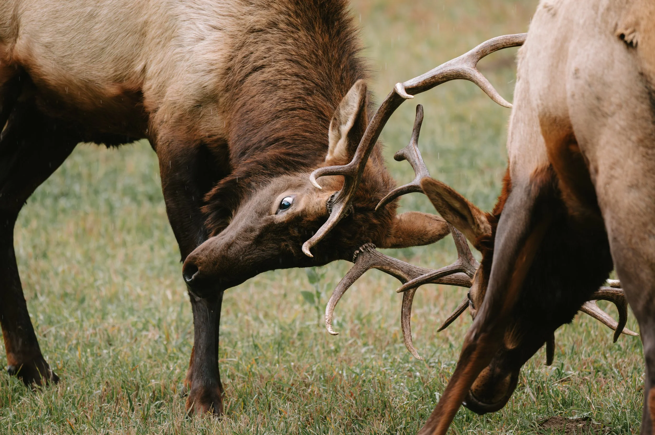 rr deer.jpg