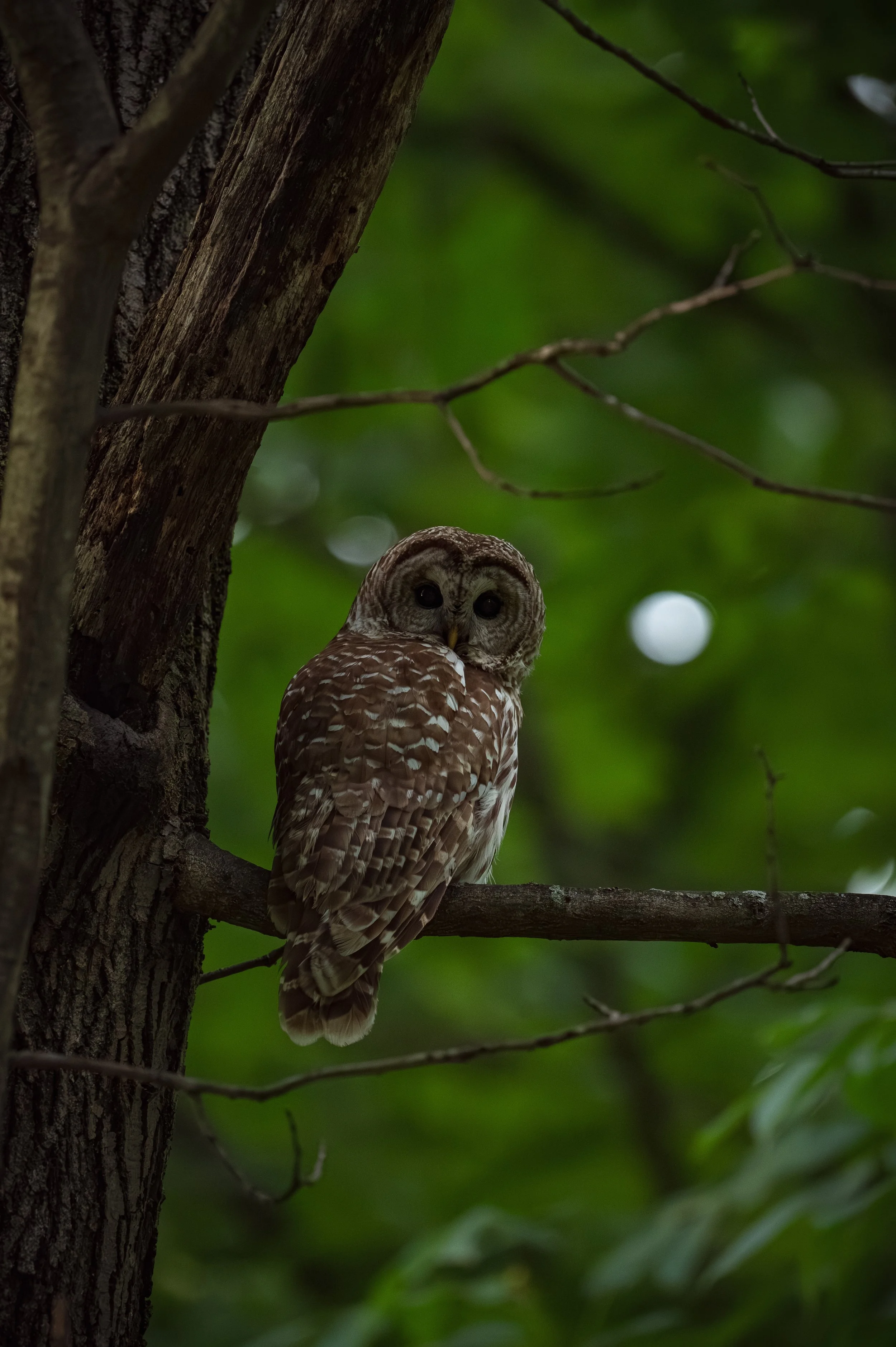 OWL-2.jpg