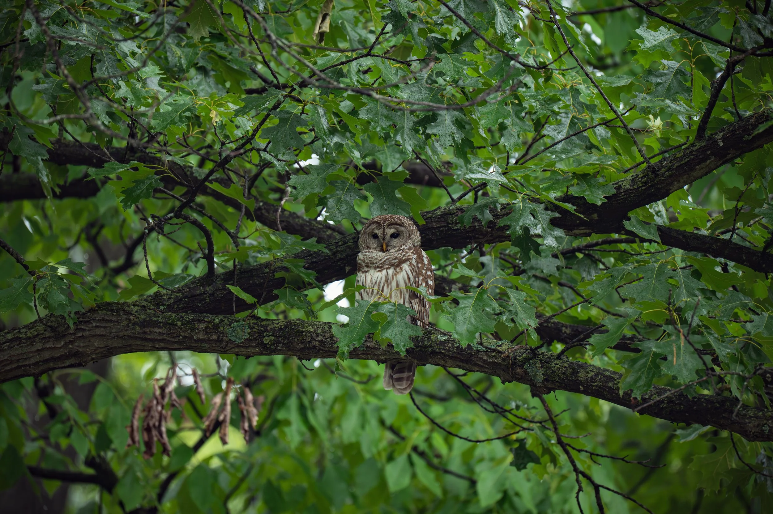 OWL.jpg