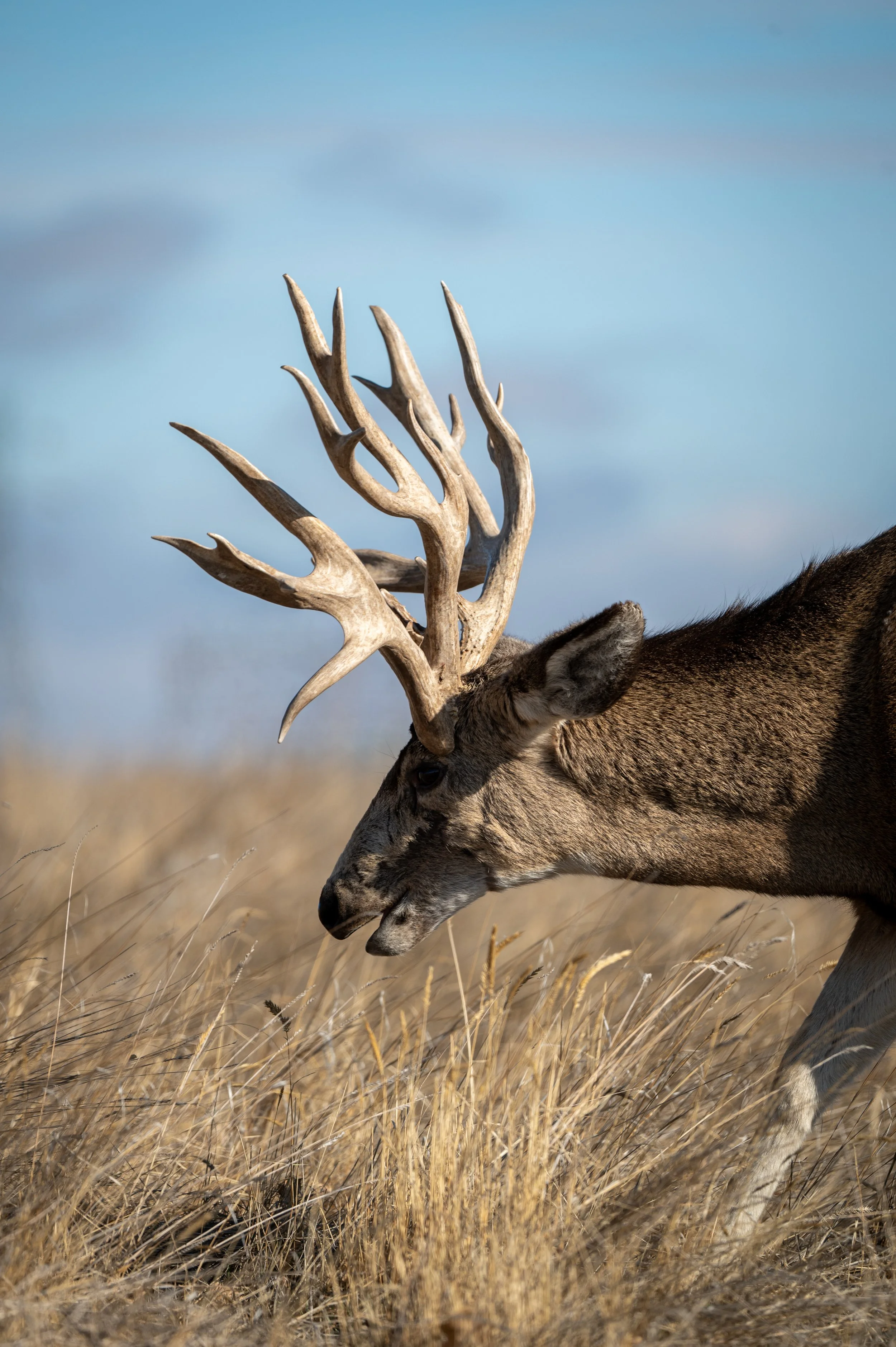 deer-2.jpg