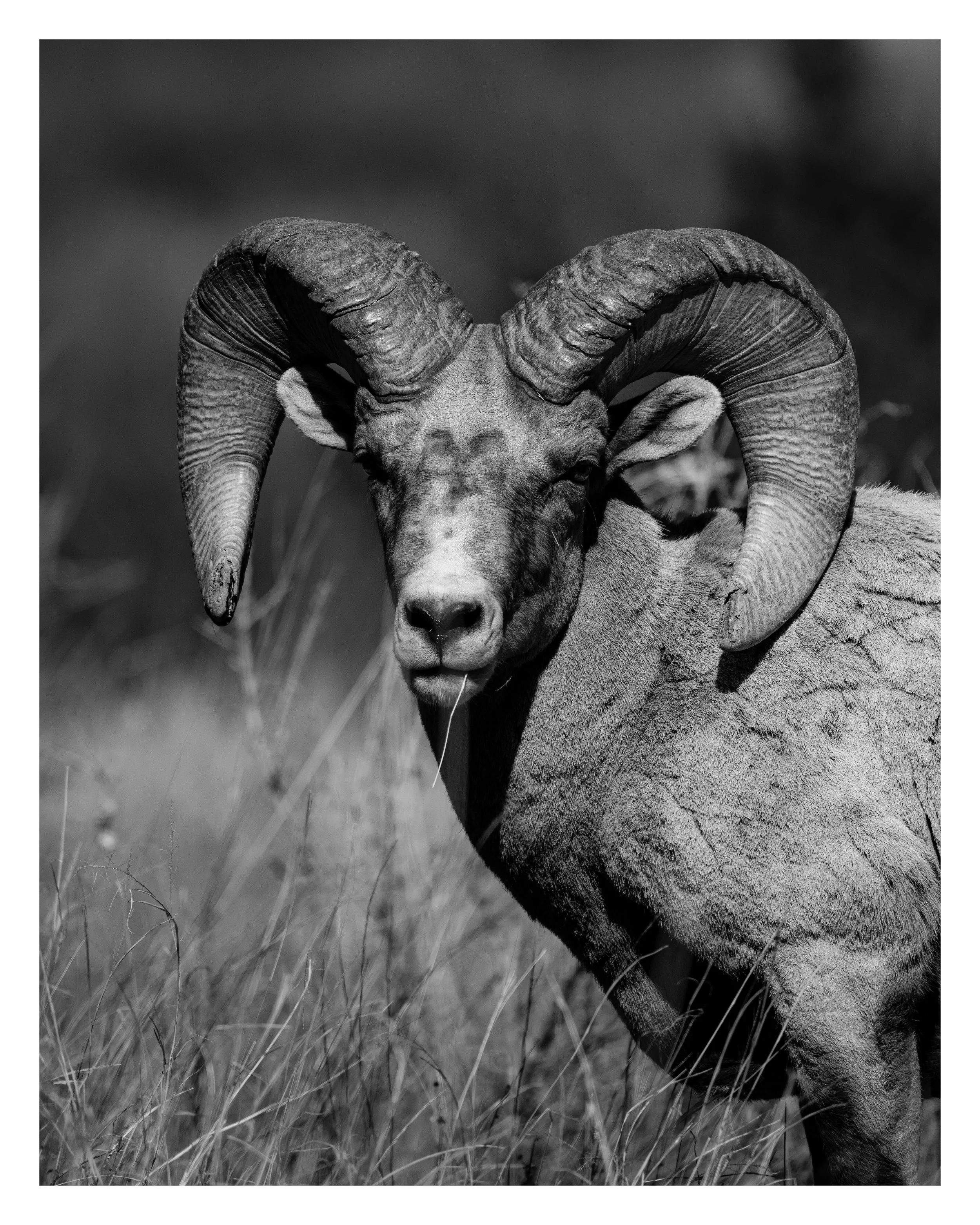 big horn-4.jpg