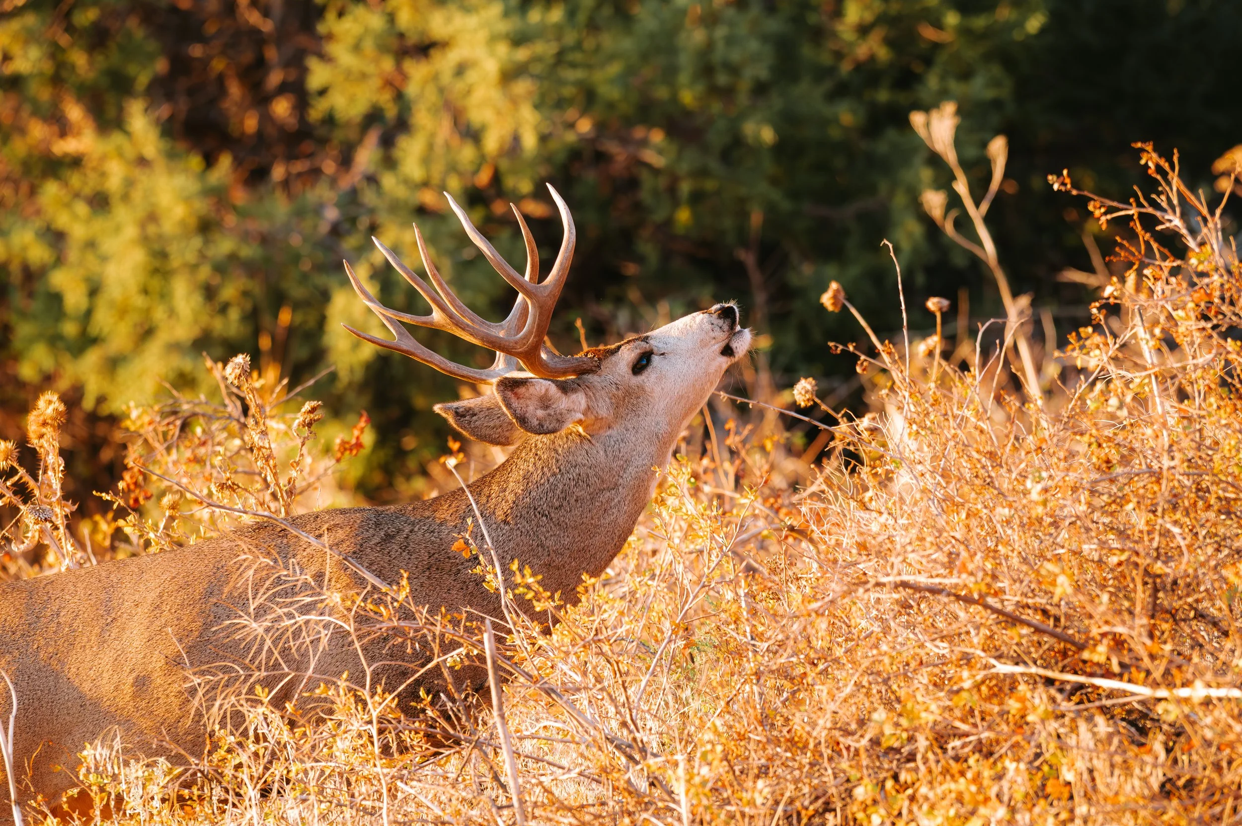 rr deer-2.jpg