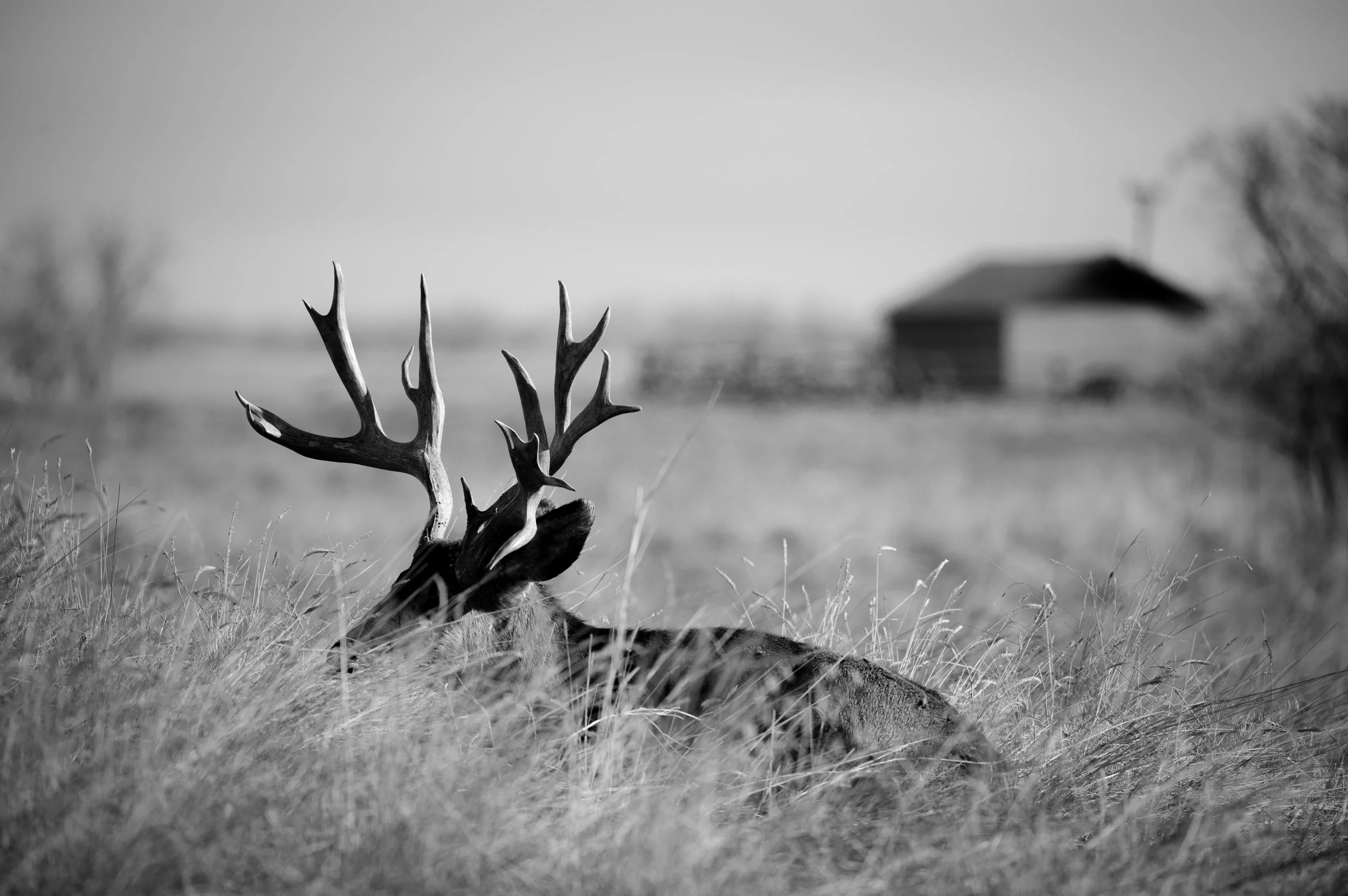 deer-3.jpg