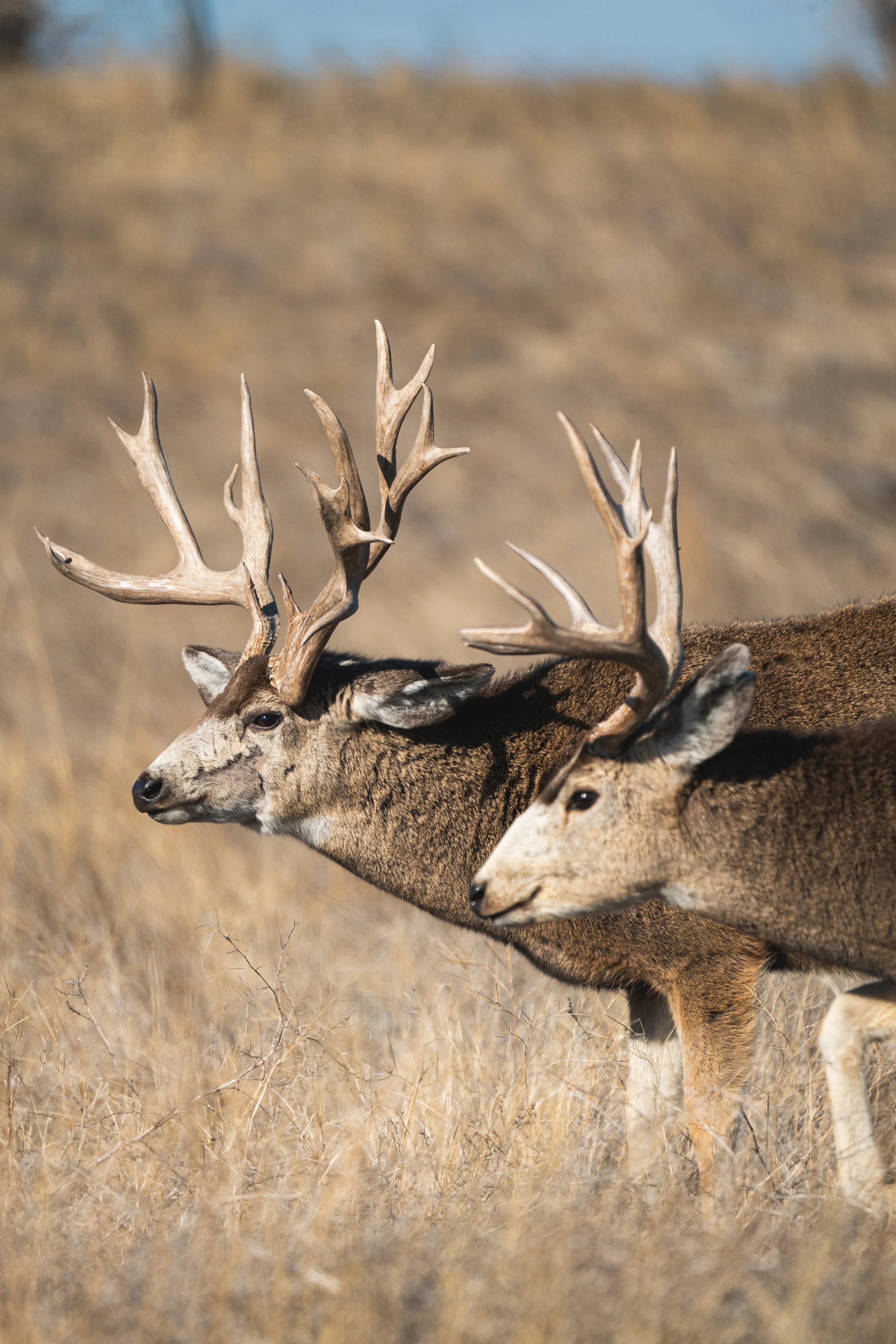 deer.jpg