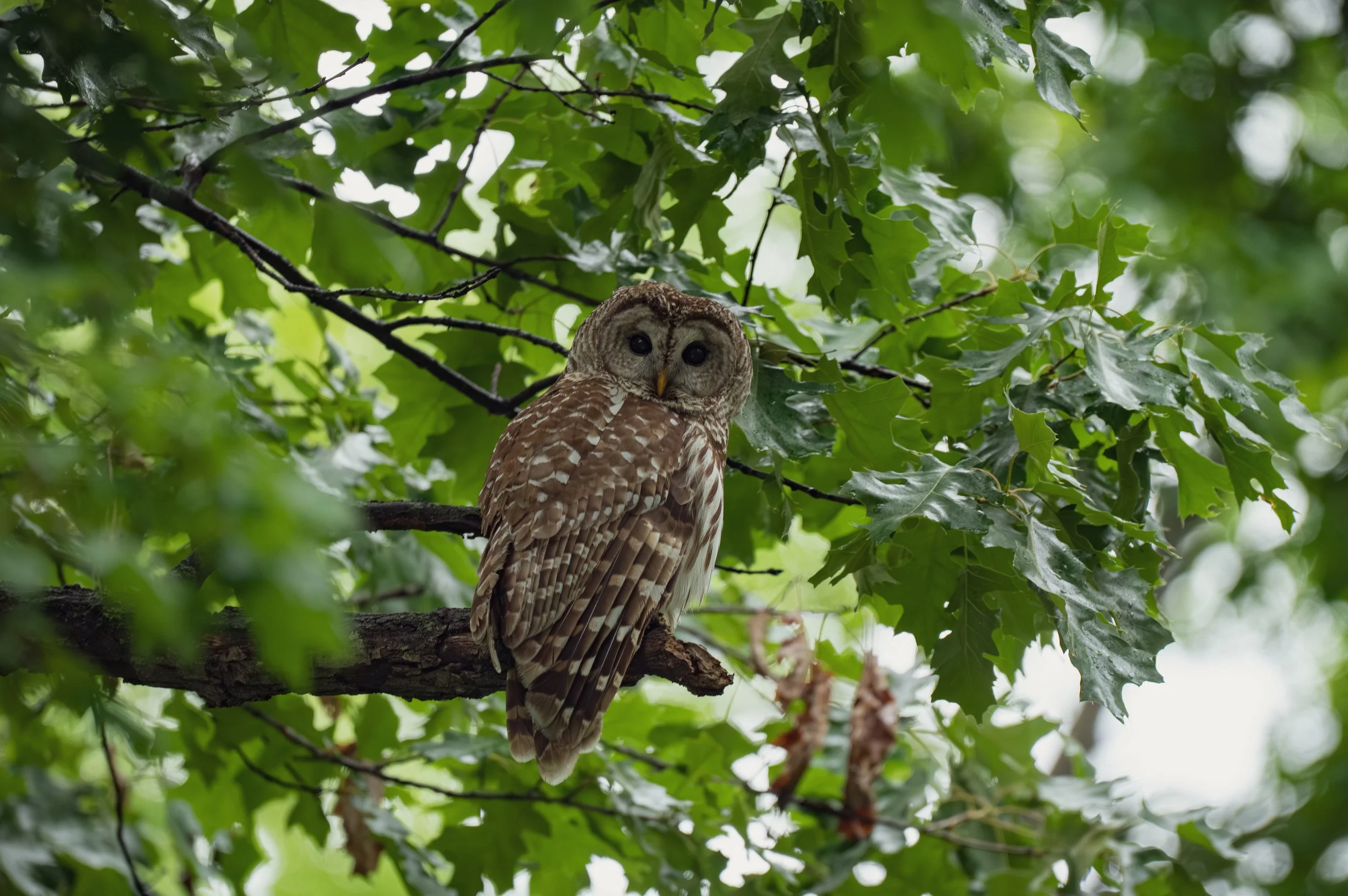 OWL-1.jpg