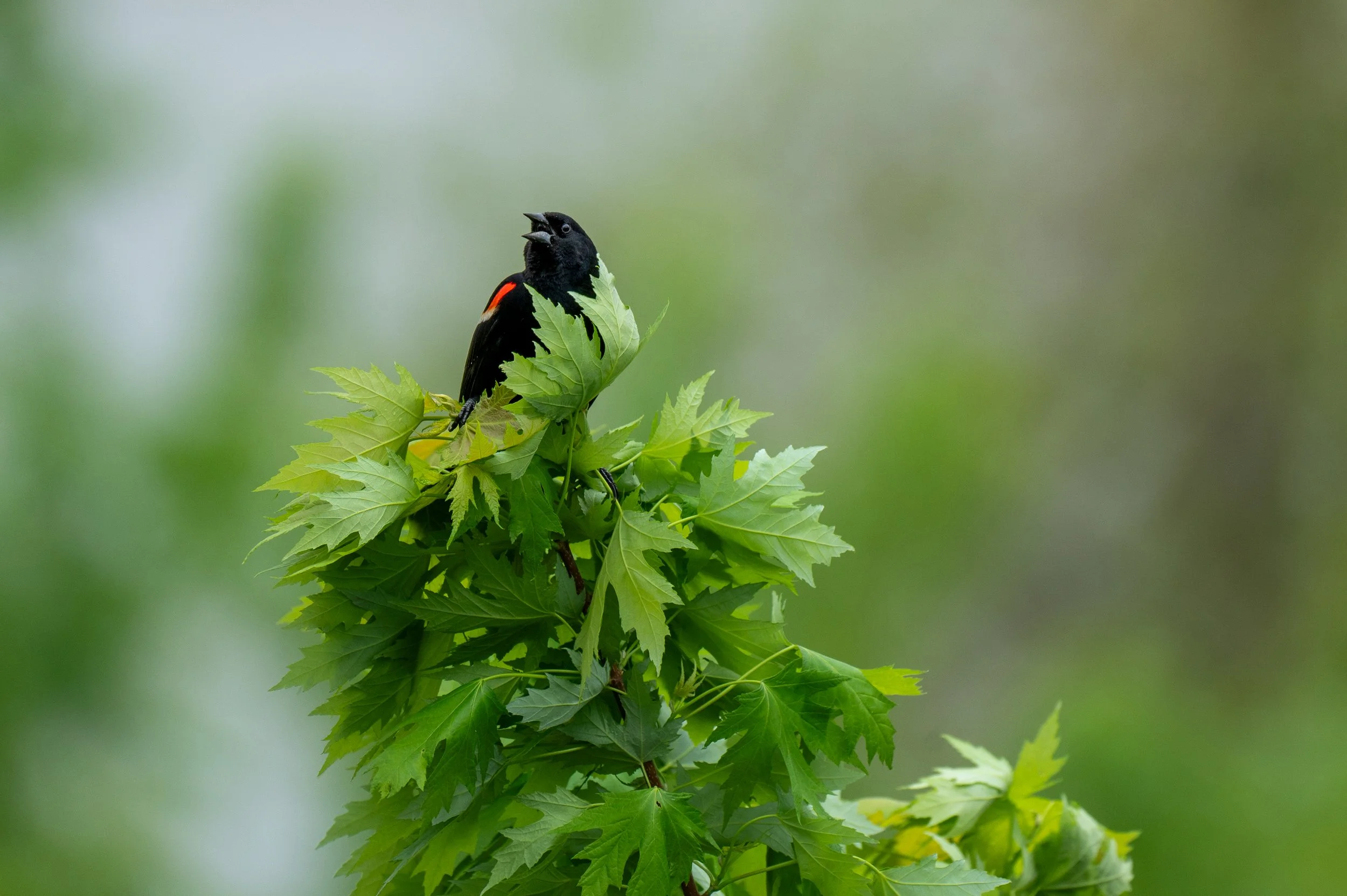 Bird.jpg
