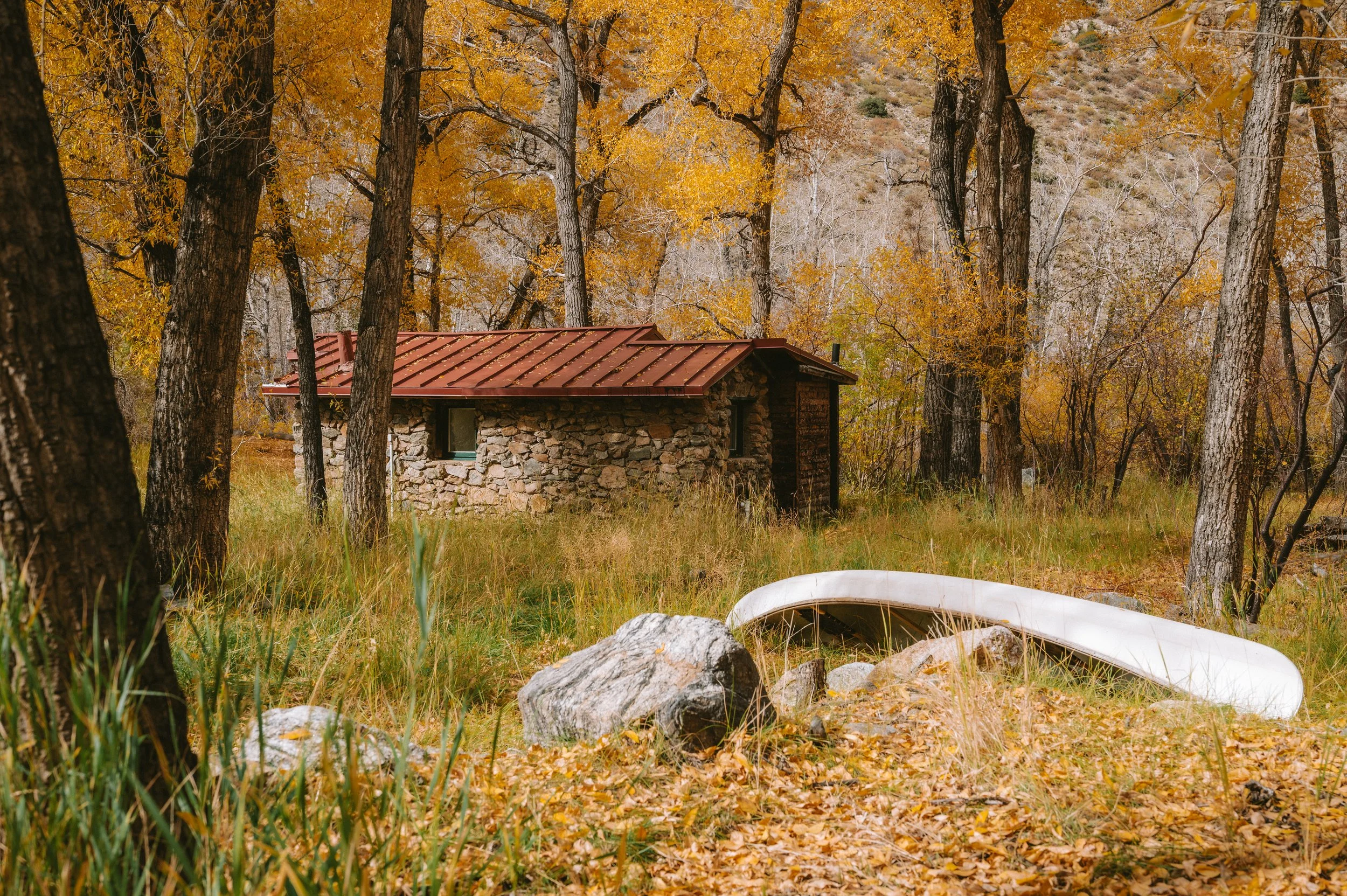 Tree-23.jpg