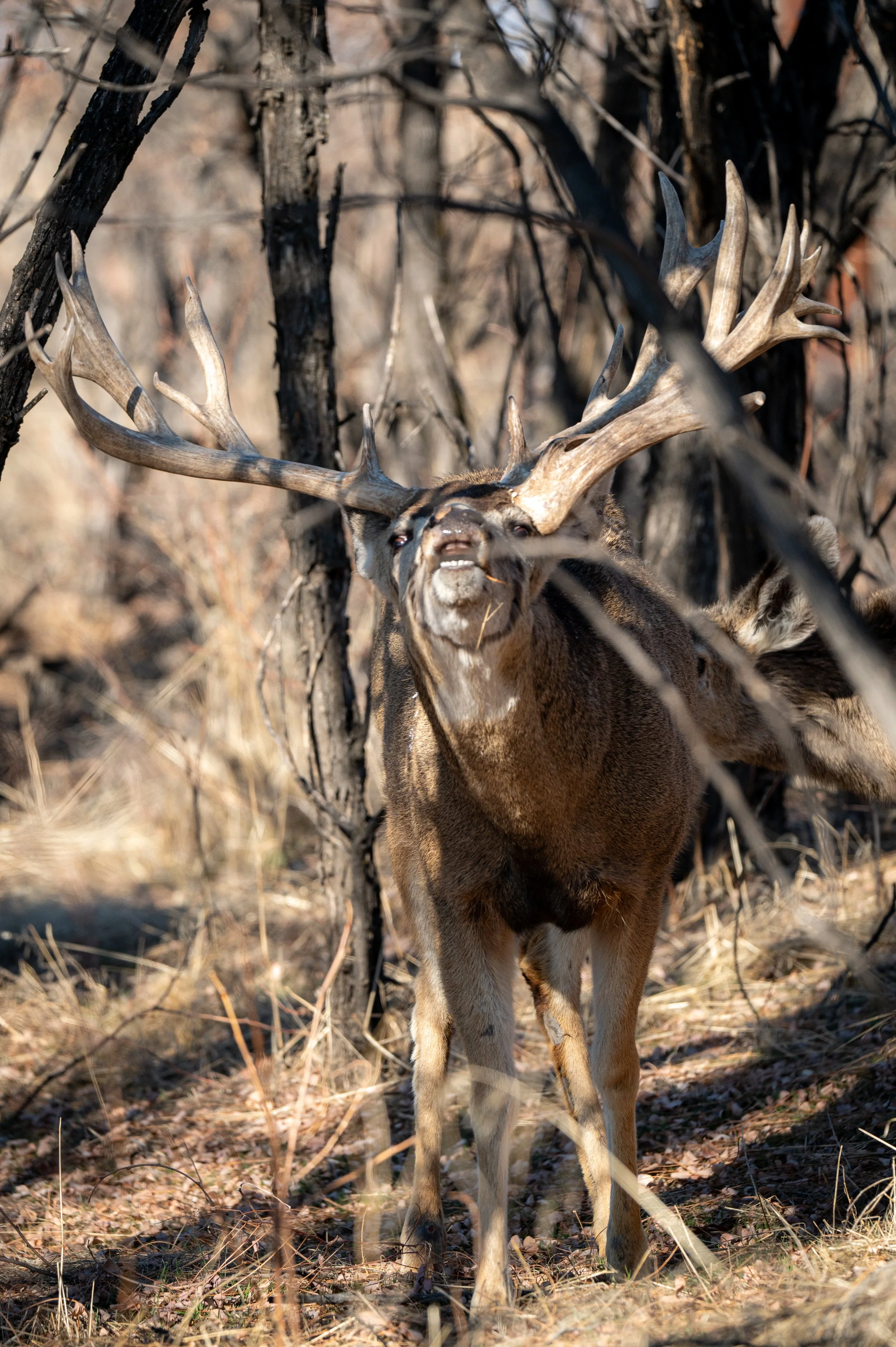 deer-1.jpg