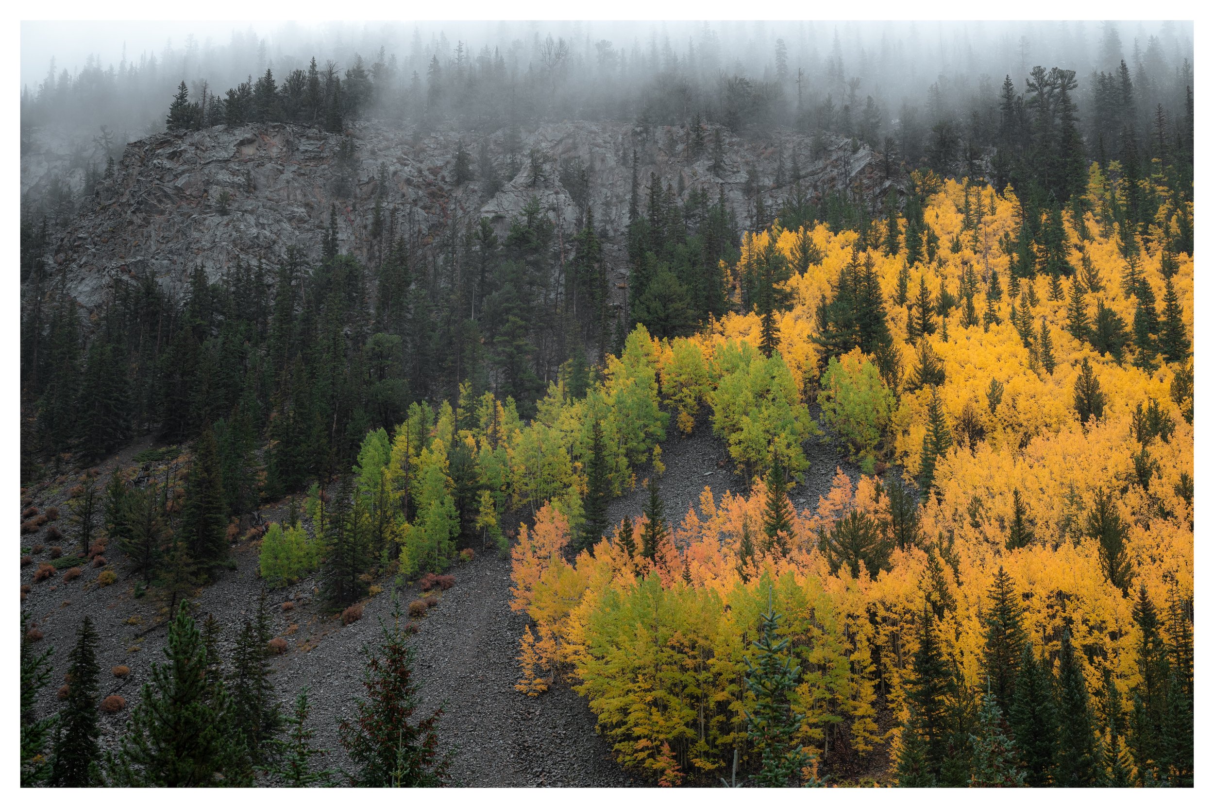 Tree-14.jpg