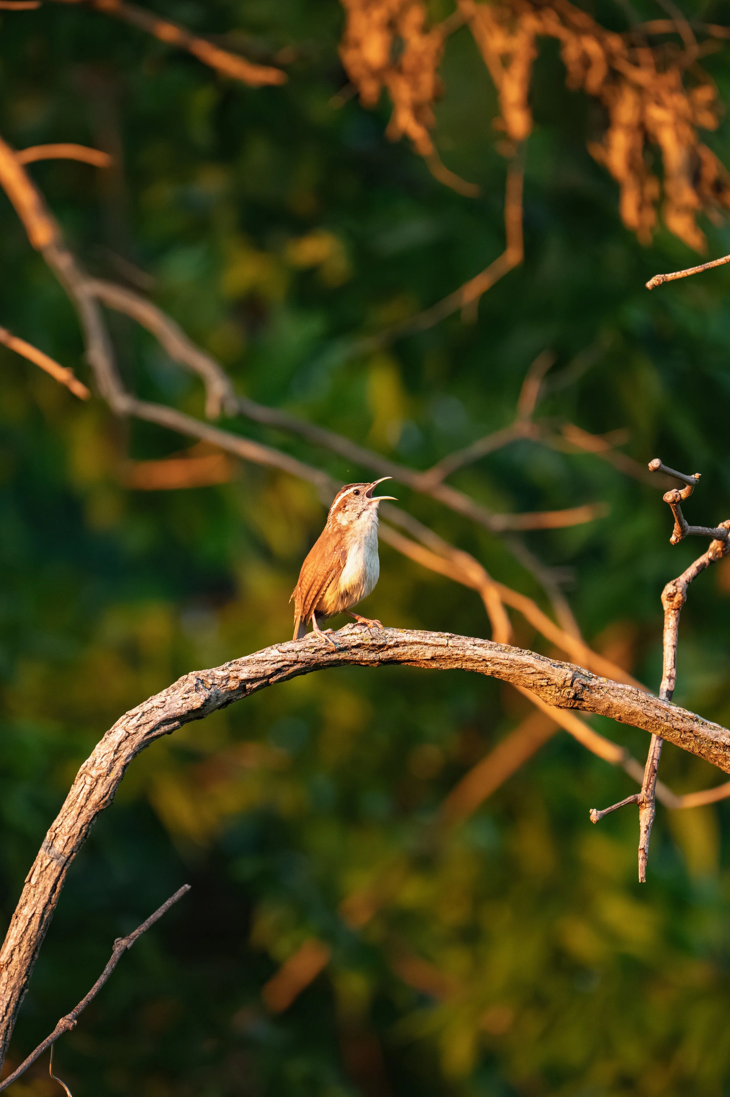 bird song.jpg