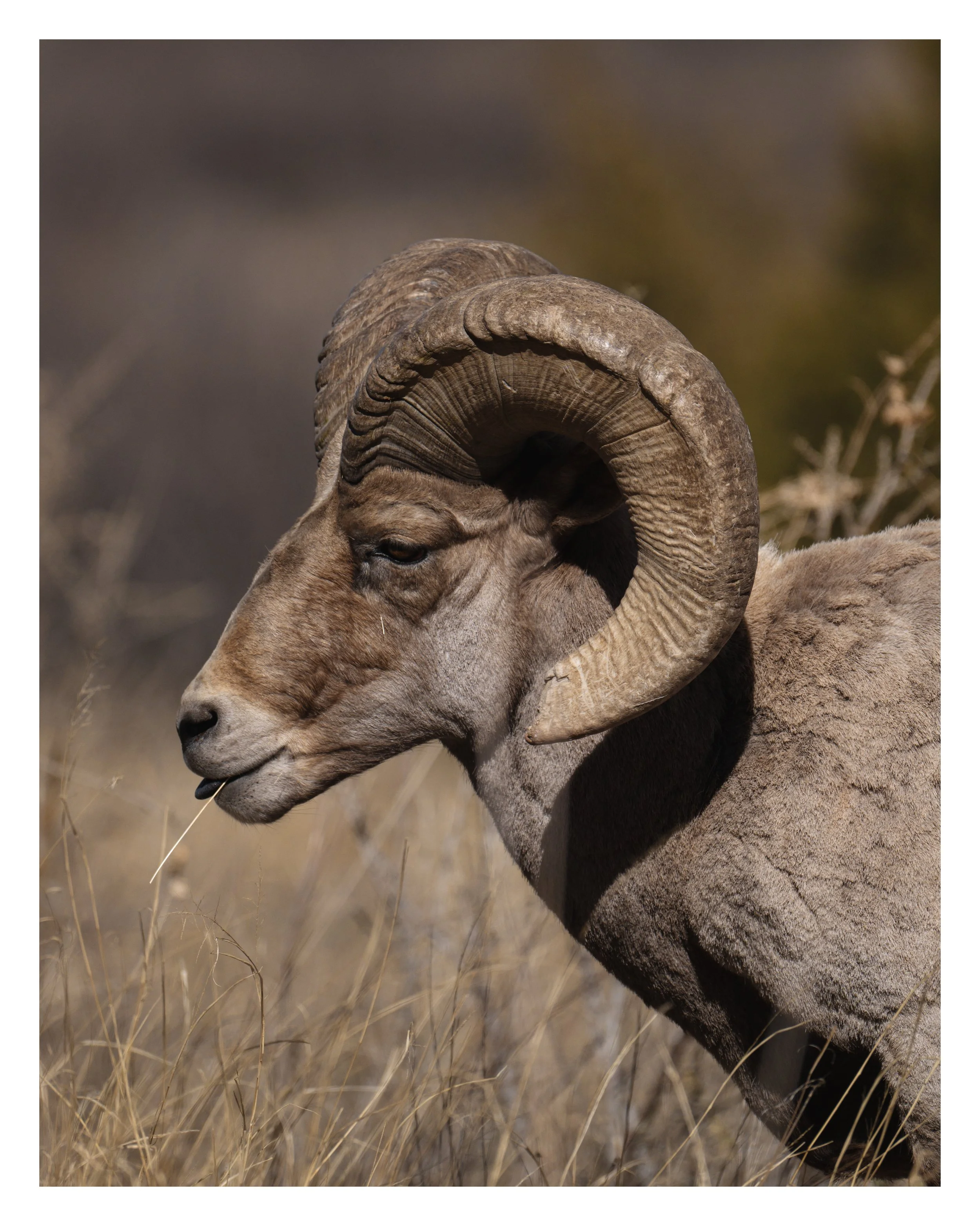 big horn-5.jpg