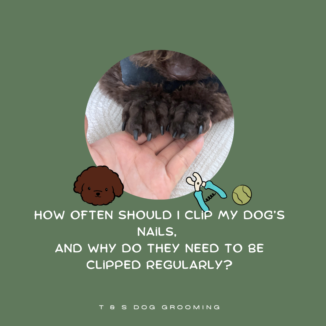 How often should I clip my dog’s nails,and why do they need to be clipped regularly?
