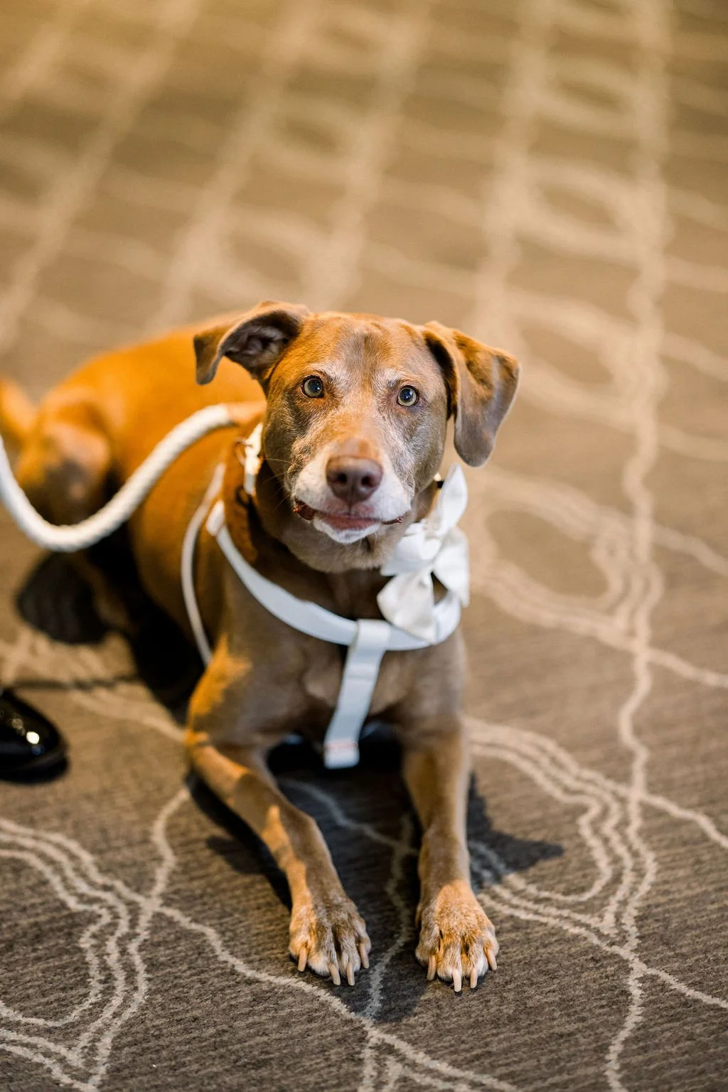 ritz-carlton-laguna-niguel-wedding-planner