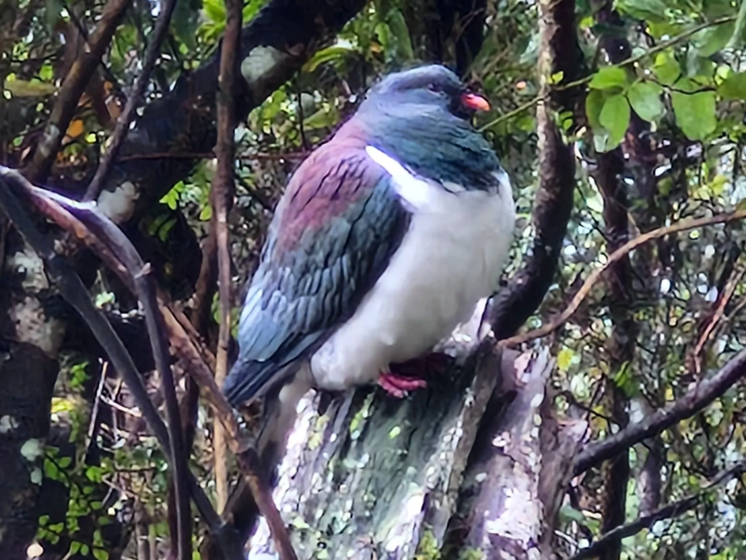Kererū (wood pidgeon)