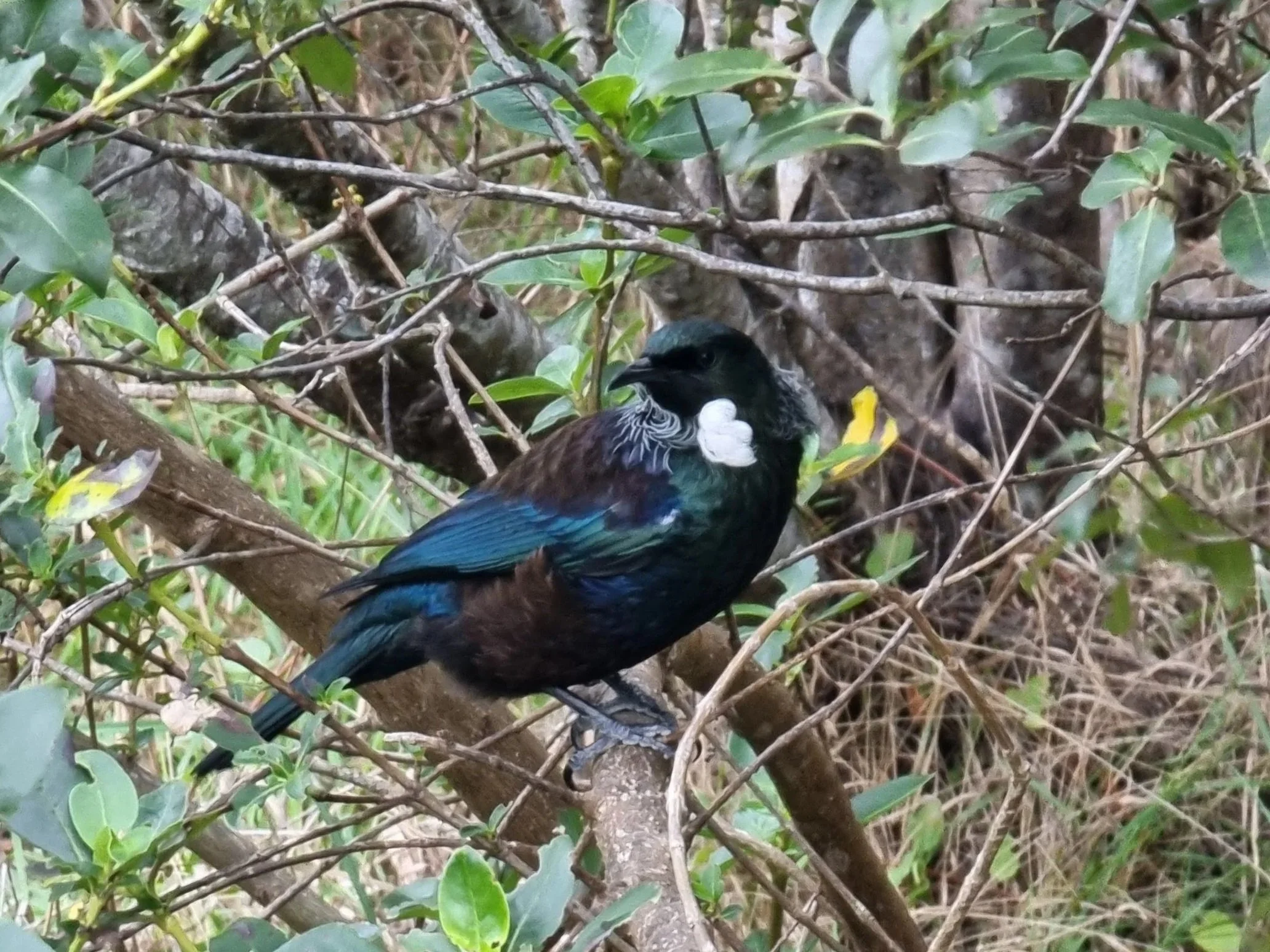 Tui