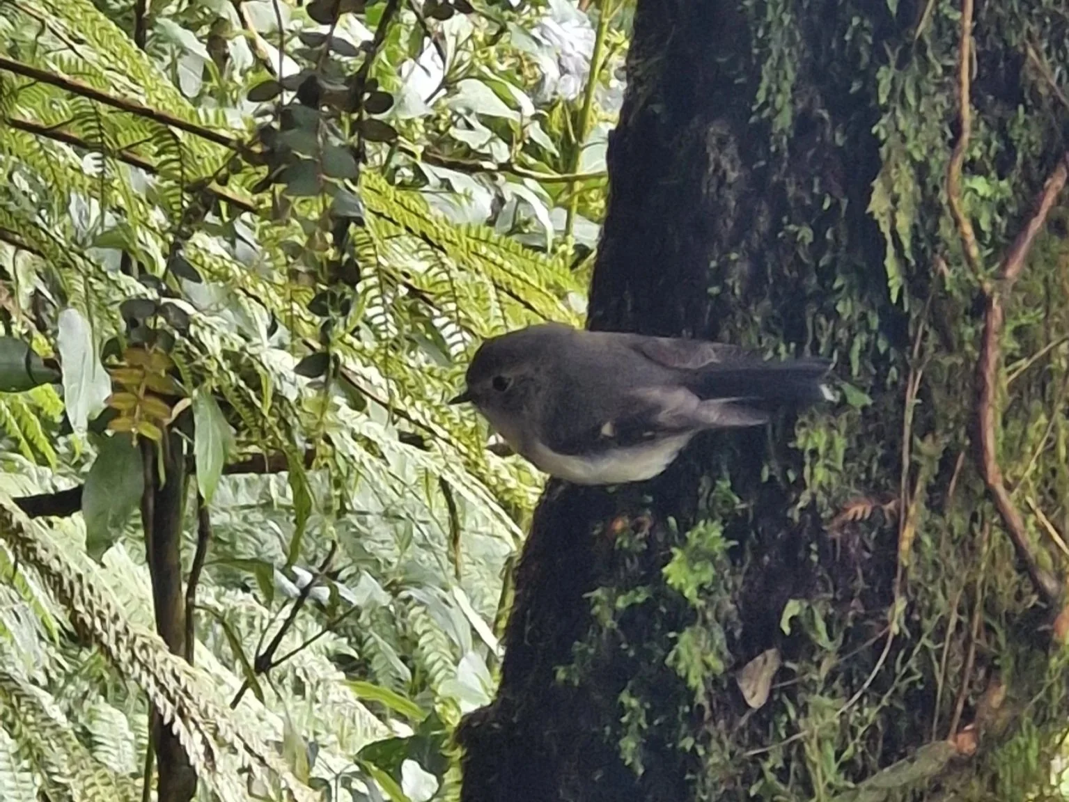 Miromiro (tomtit)