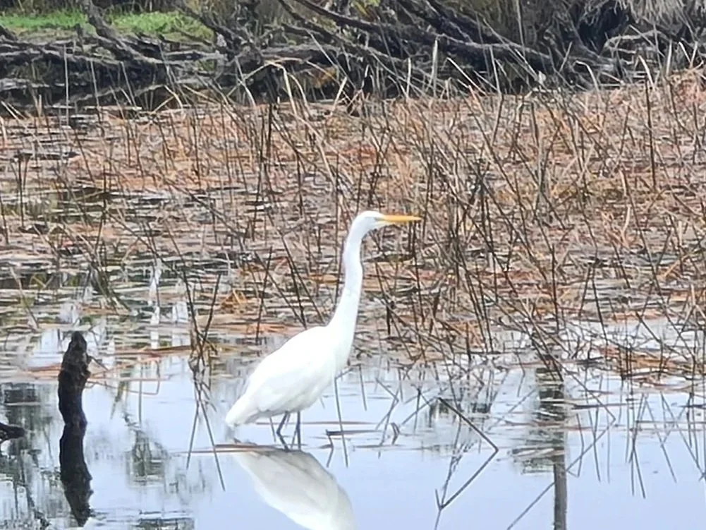 Kōtuku (white heron)